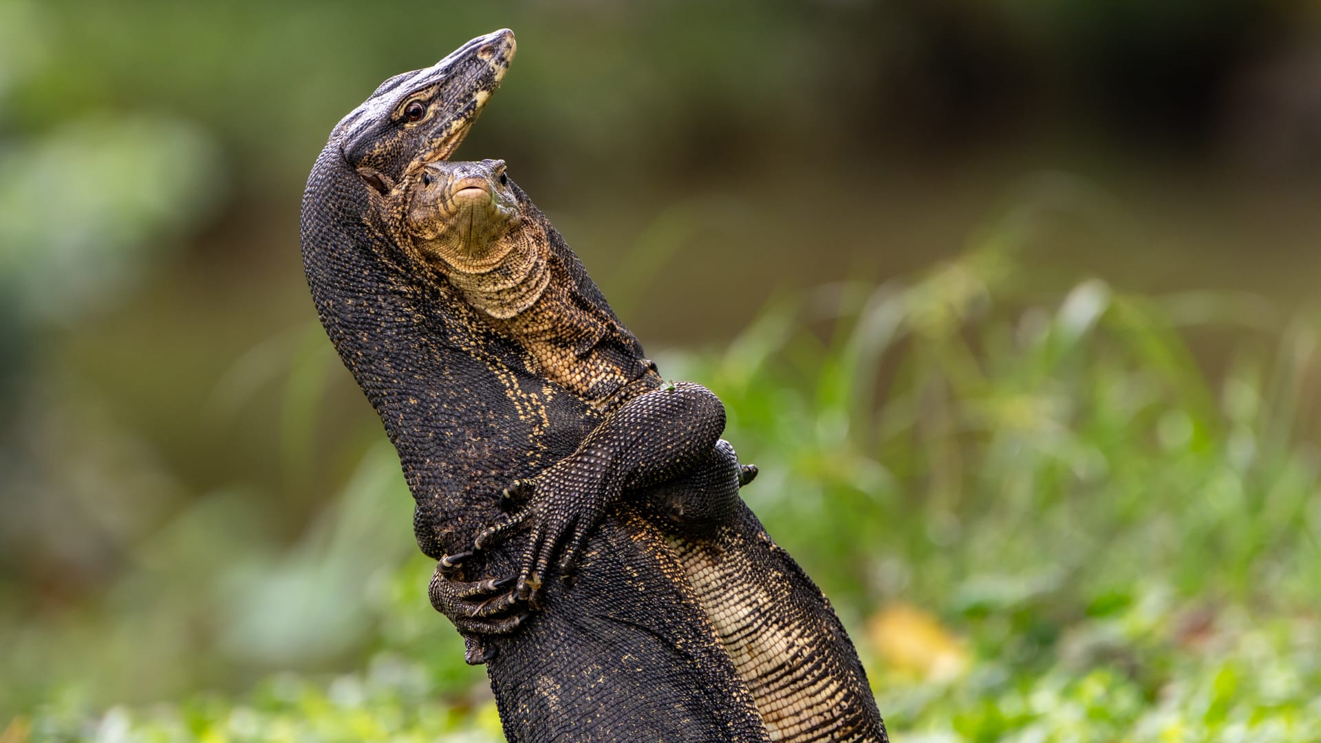 سحليتان تتعاركان في حديقة..مصورة تشرح القصة وراء مشهد طريف في سنغافورة