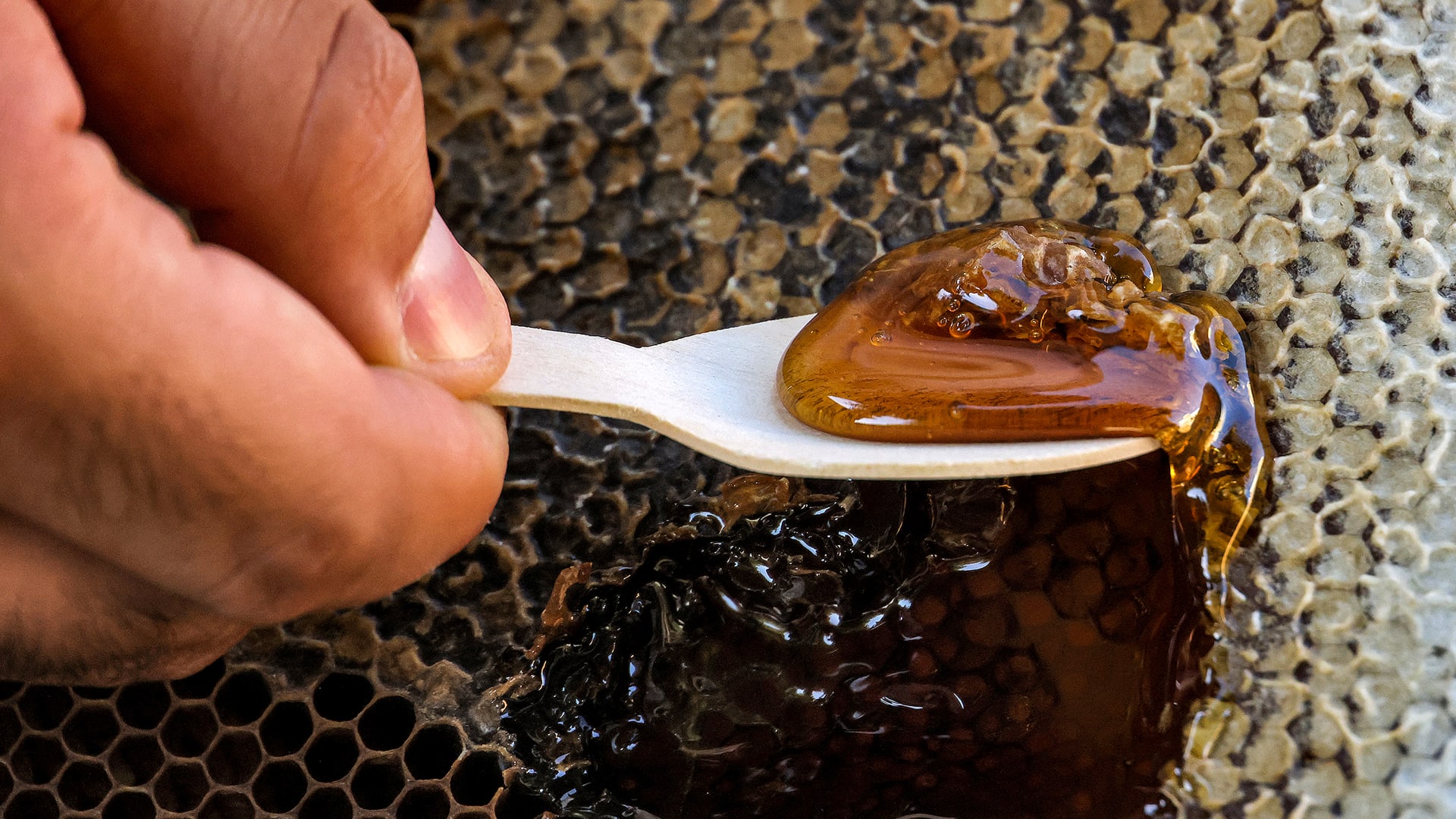 العسل..سرّ الجمال الذي صمد منذ حضارة الفراعنة حتى اليوم