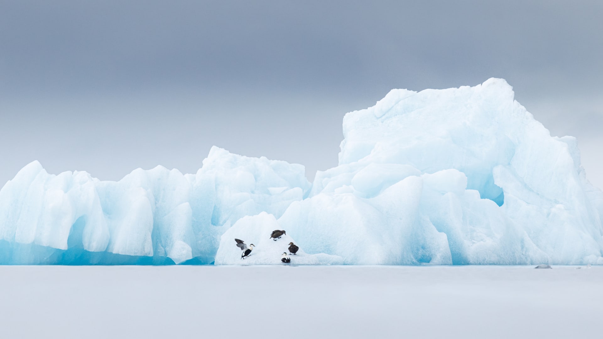صور مؤثرة توثّق حيوانات تكافح للعيش بالبرد القارس في النرويج
