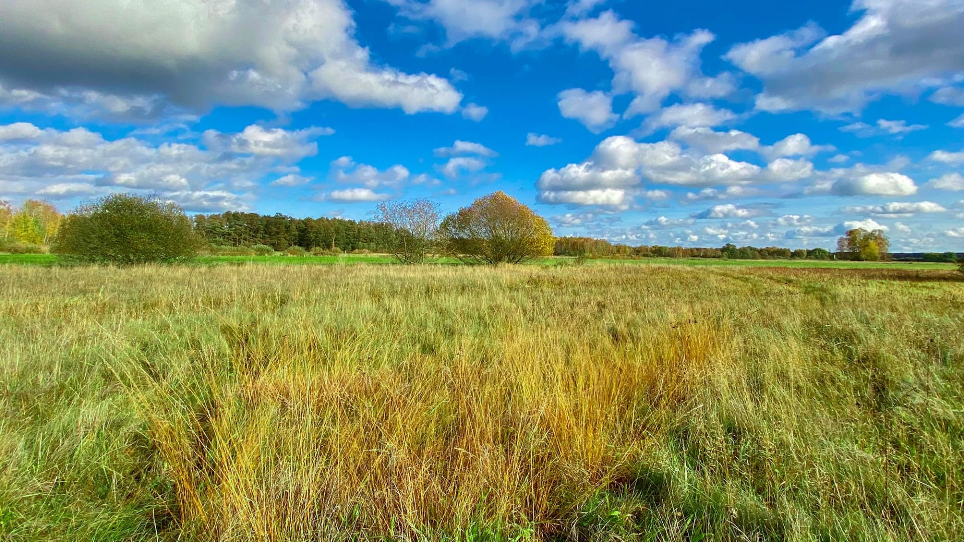 كيف تحولت واحدة من أخطر الأماكن في أوروبا إلى جنة برية بدون قصد؟