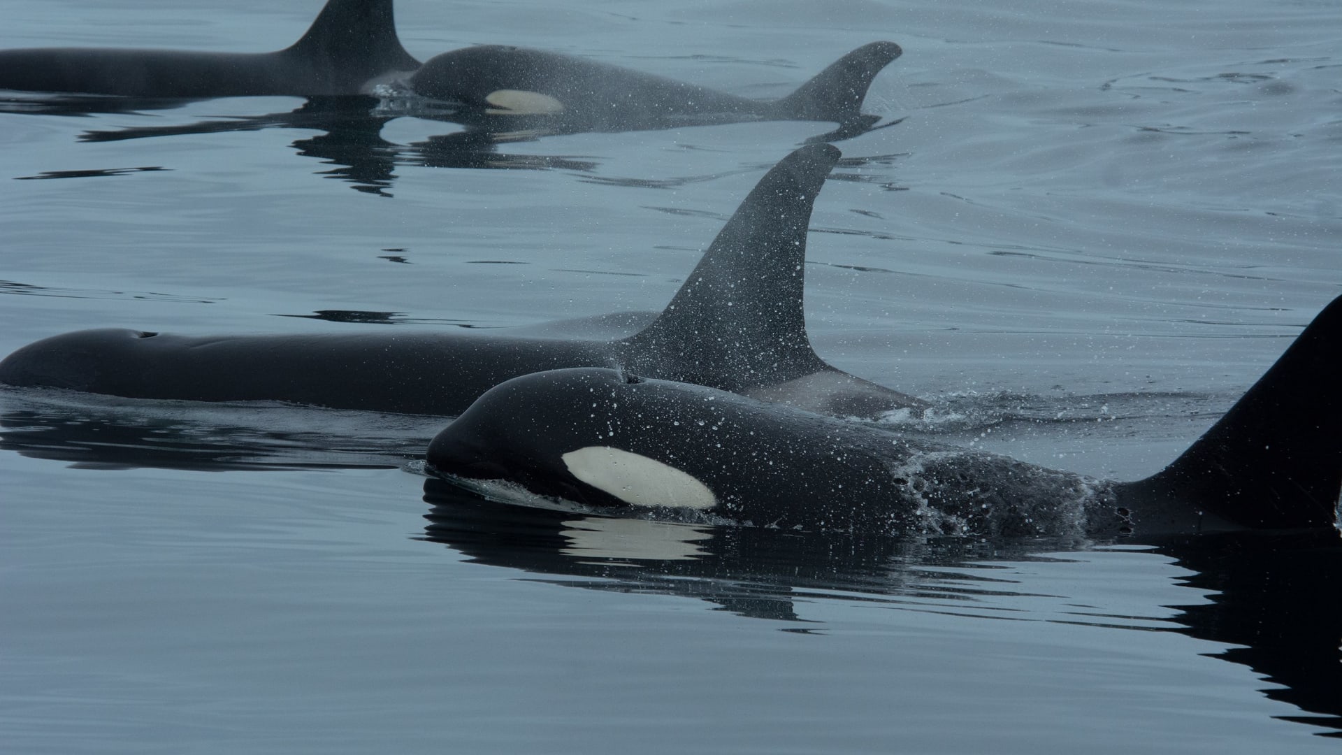 دلافين تُصادق حيتانًا قاتلة.. هل تمكّن العلماء من كشف سرّ هذه العلاقة الغريبة؟