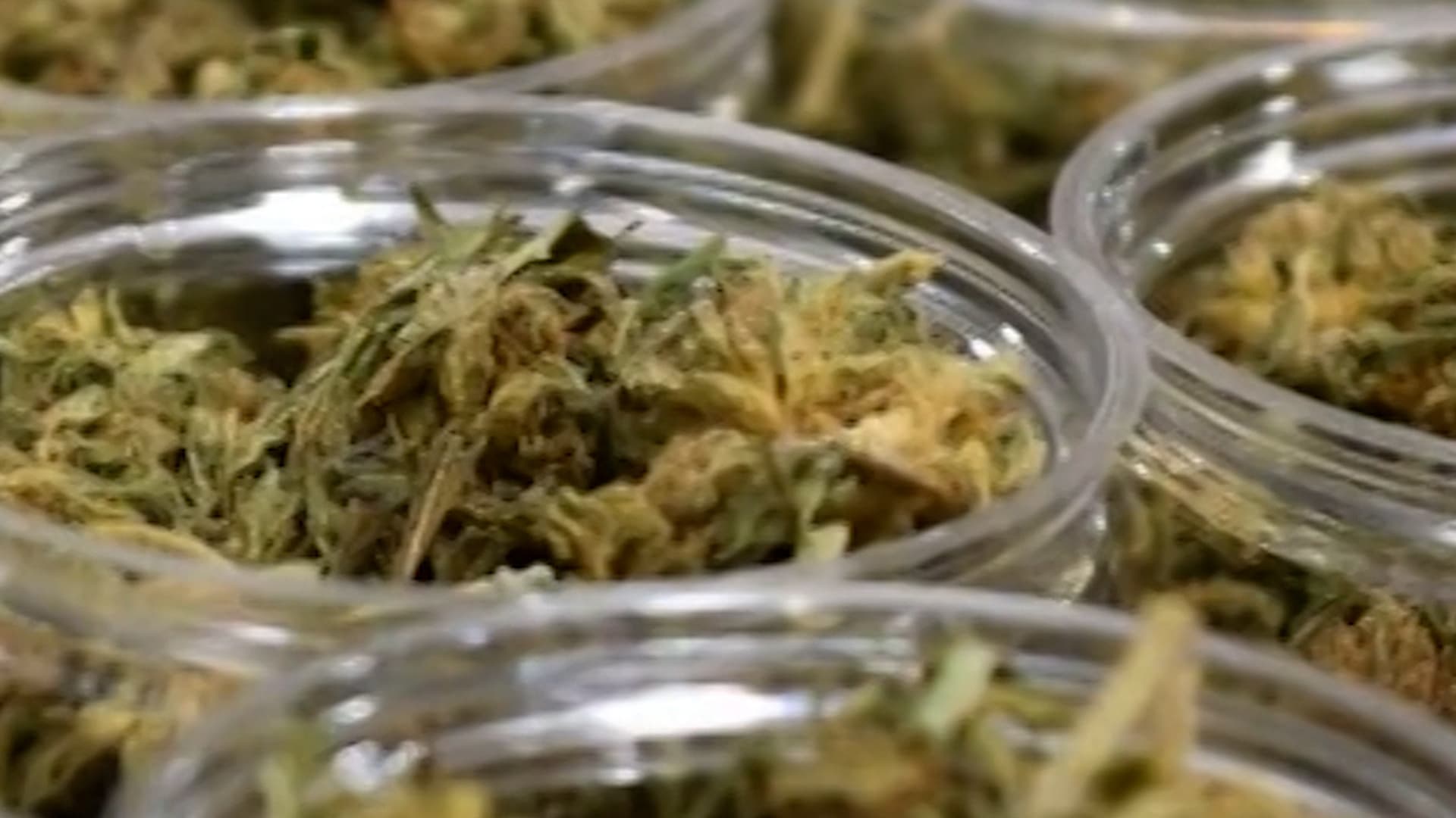 ترامب يتخذ خطوات لإعادة تصنيف الماريغوانا