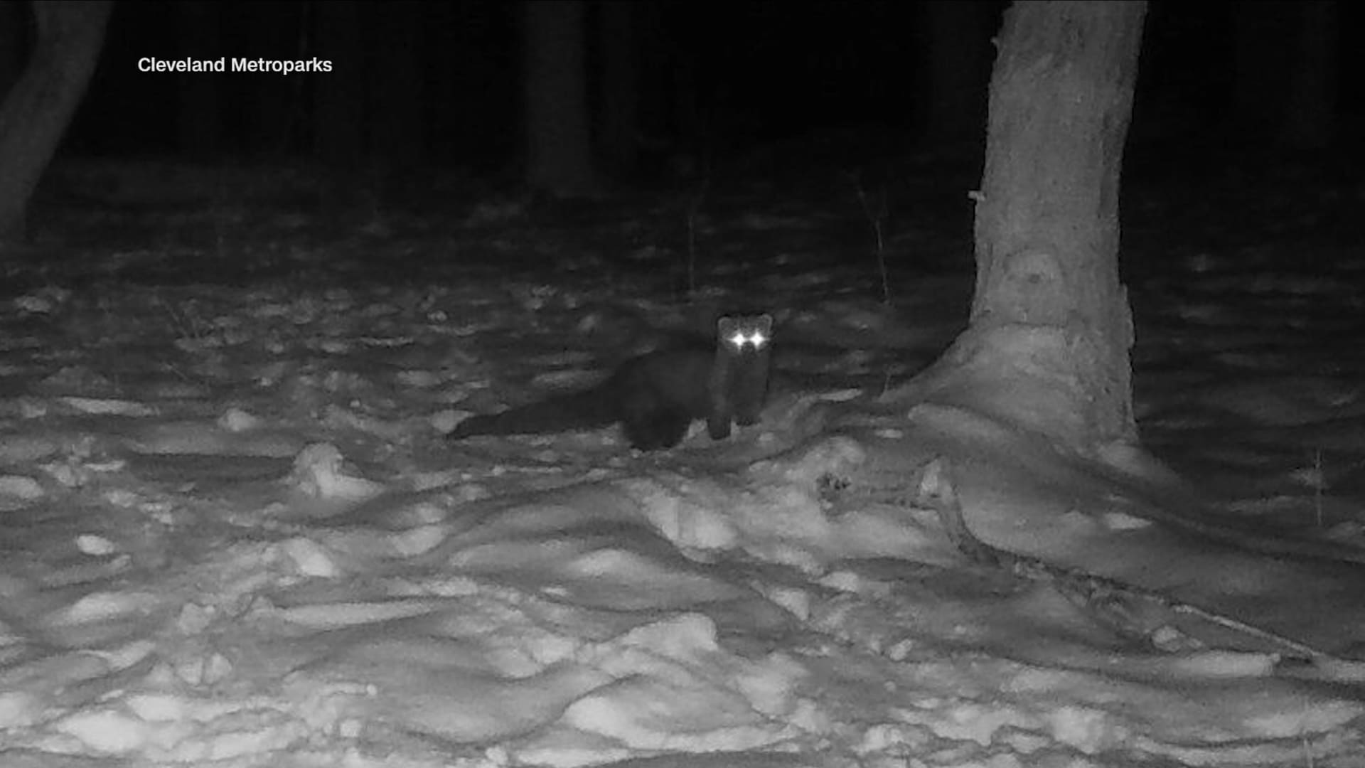 لأول مرة منذ قرن.. رصد خبراء الحياة البرية حيوانًا نادرًا يشبه ابن عرس في أمريكا