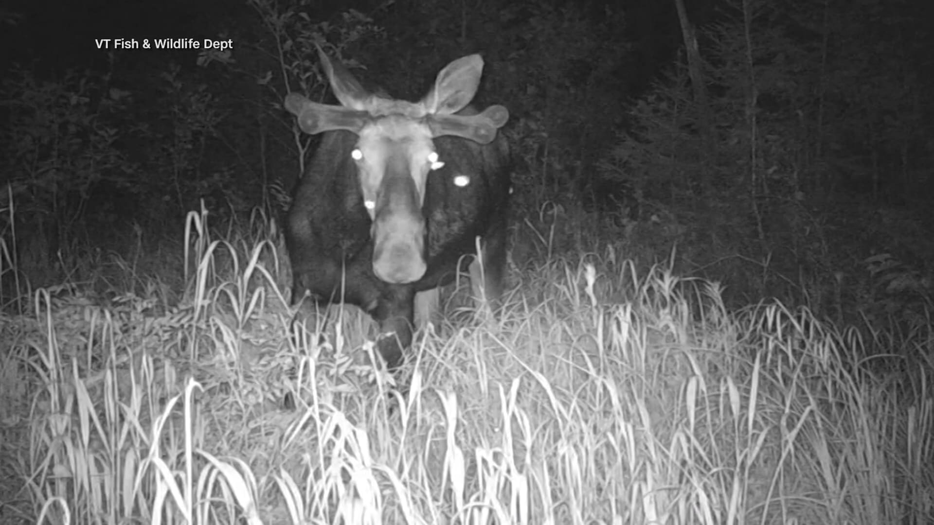 كاميرا توثّق ظاهرة غريبة.. فراشات ليلية تتغذّى على دموع الأيائل