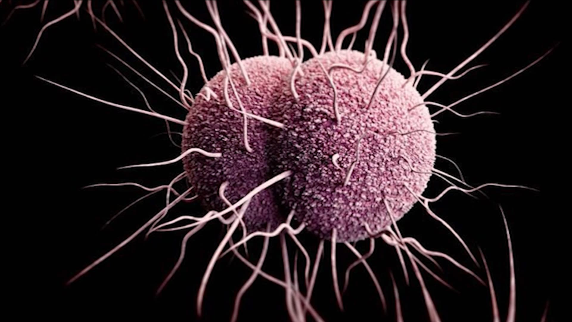 مع تزايد مقاومة المضادات الحيوية.. علاجان جديدان وعمليان للسيلان