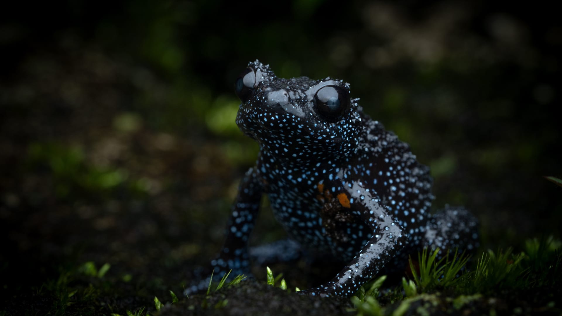 مظهره قد يكون سببًا في هلاكه.. ضفدع المجرة النادر يواجه خطر الاختفاء بسبب المصورين