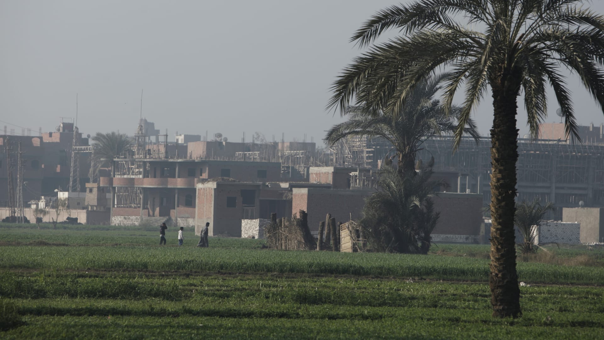 مصر.. السلطات تحقق في فيديو يظهر "جسمًا يشبه التمساح" في محافظة الشرقية