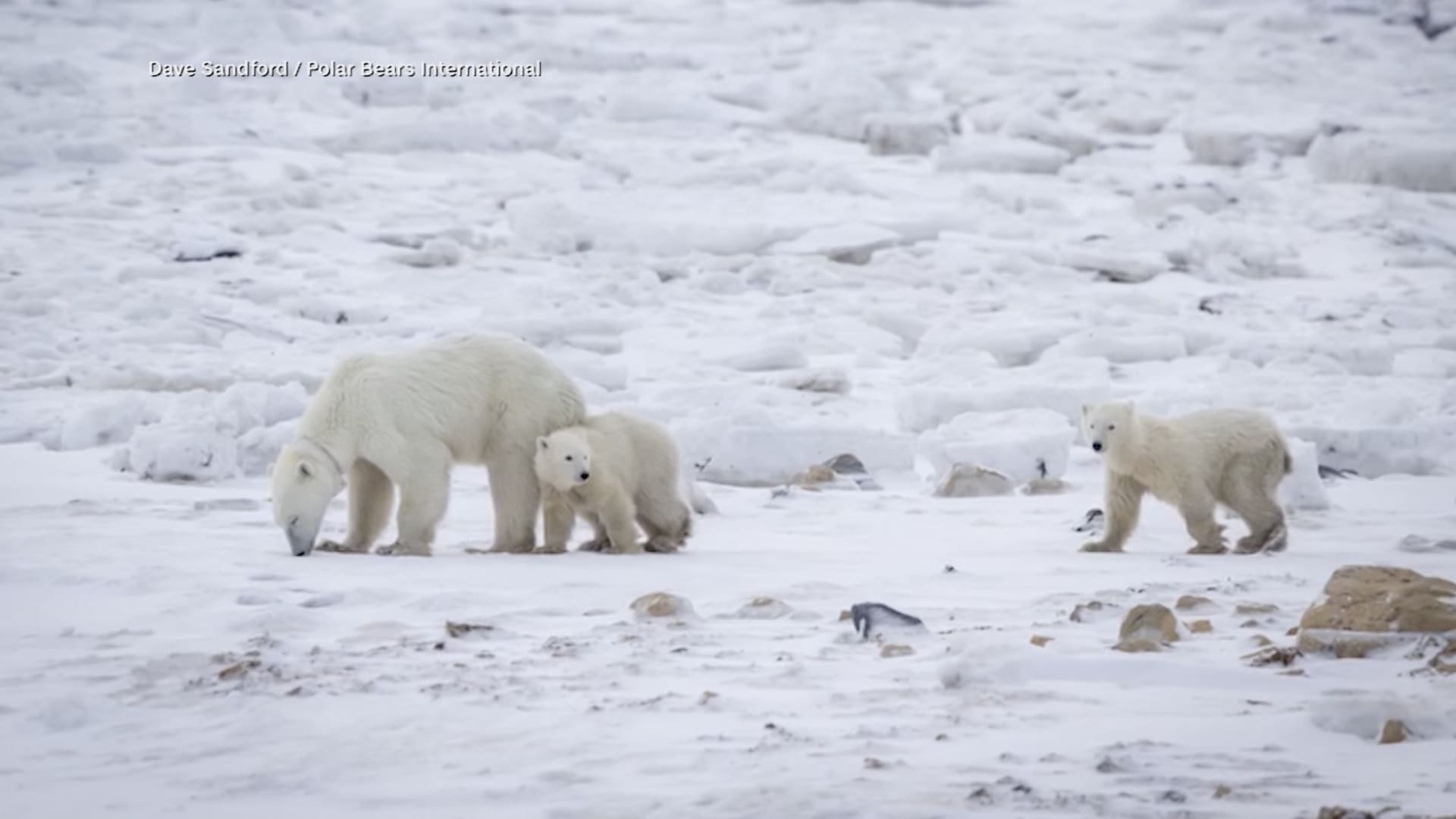 في واقعة نادرة جدًا.. أنثى دب قطبي تتبنّى صغيرًا في البرية