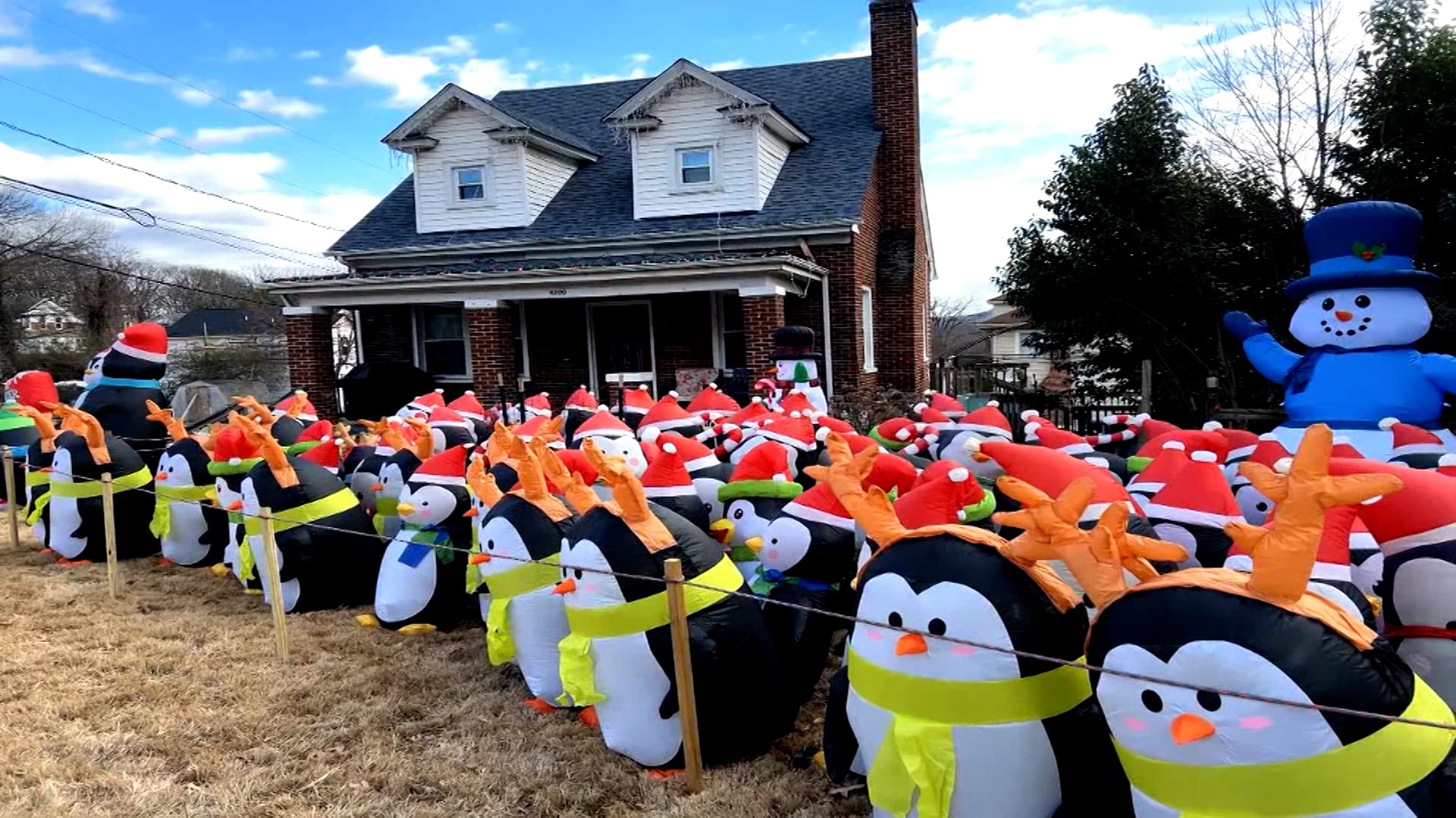 عشرات البطاريق تزين ساحة منزل في فرجينيا منذ سنوات.. ما القصة وراء هذا التقليد؟