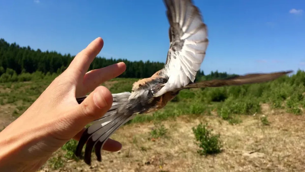 طيور مهاجرة بدقة "ساعة سويسرية".. والسر في جهاز وزنه غرام