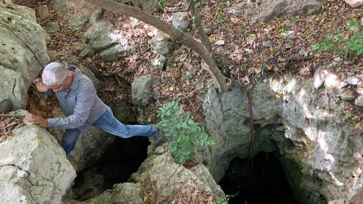 قبل آلاف السنين.. نحل يبني أعشاشه في عظام فرائس بومة عملاقة