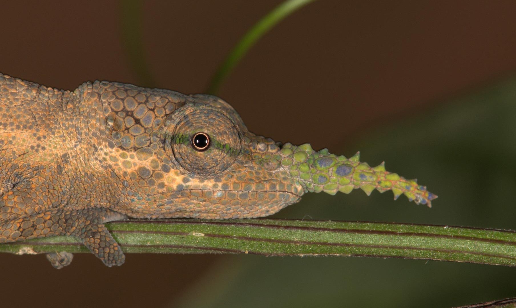 حرباء "بينوكيو" التي خدعت العلماء 150 عاما.. ثم كشفتها الجينات
