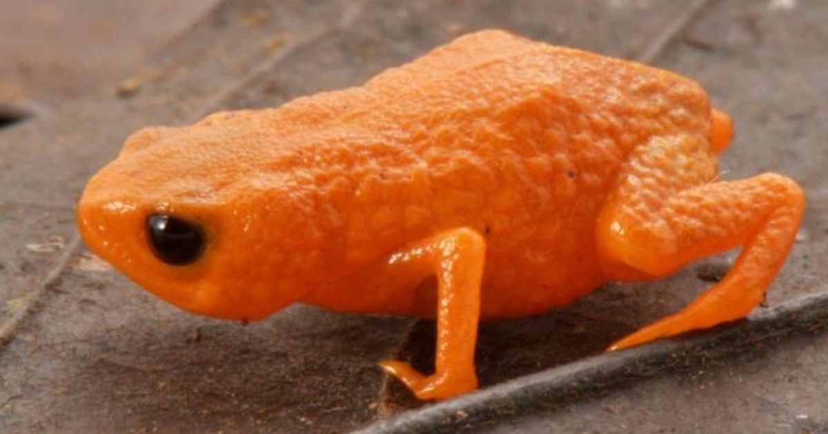 بطول سنتيمتر واحد.. ضفدع اليقطين البرتقالي بالبرازيل يدهش العلماء