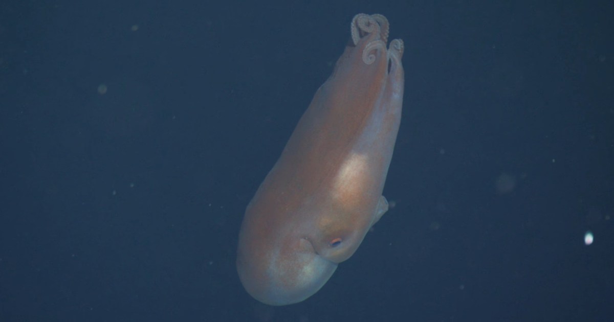شاهد.. أخطبوط "ذو سبعة أذرع" يعود من العتمة ليدهش العلماء