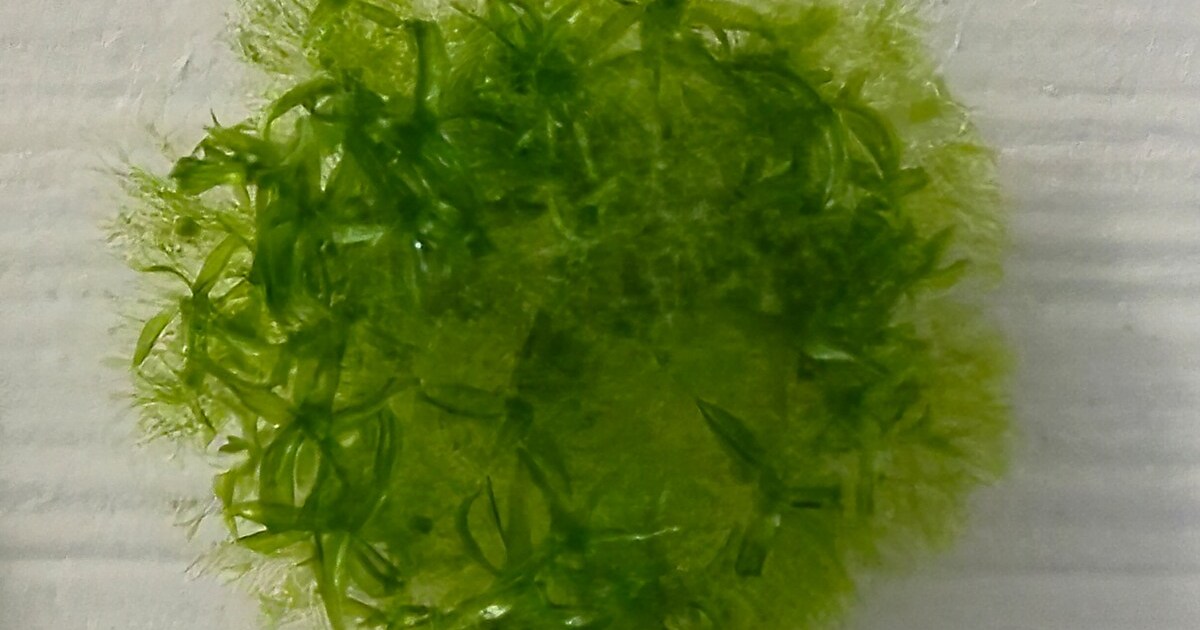 الطحلب الياباني الذي نجا لأكثر من 9 أشهر في الفضاء