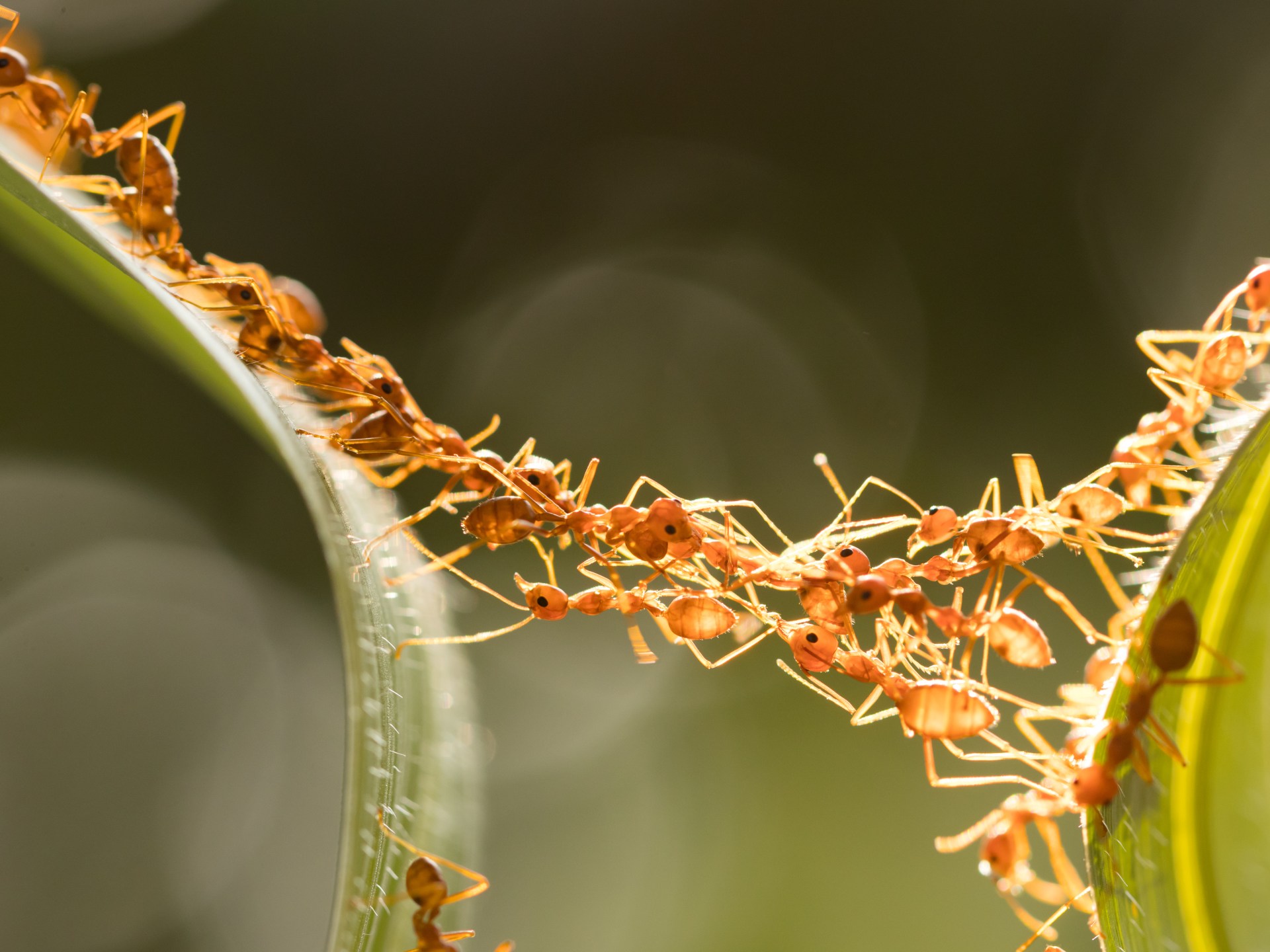 النمل يعلّم البشر تكتيكات ذكية للتخلص من "البكتيريا الخارقة"
