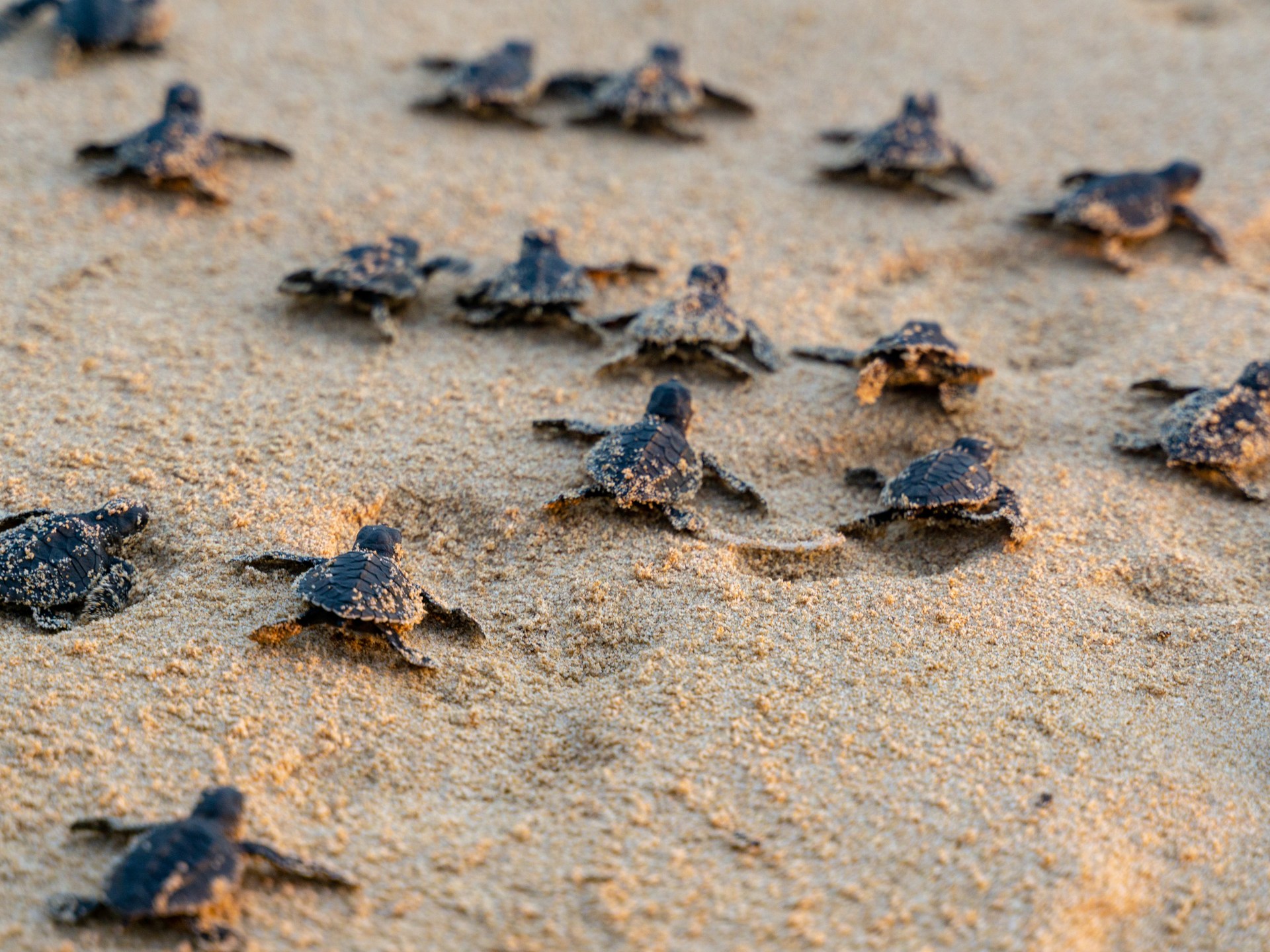 عبر حاسة "لا يدركها البشر"..  سلاحف البحر تحدد موقعها في المحيط