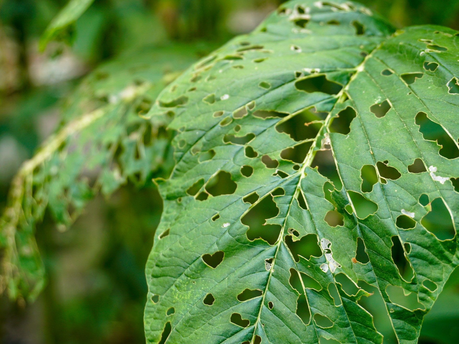 آفات المحاصيل وخسائر الغذاء تتفاقم بسبب أزمة المناخ