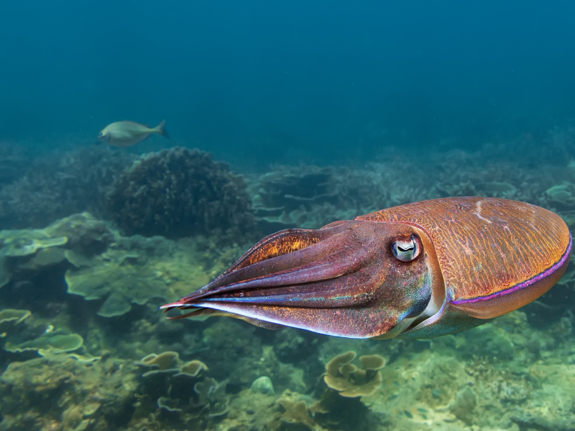 الحبار الفرعوني.. علاج التهابات محتمل من أعماق البحر الأحمر