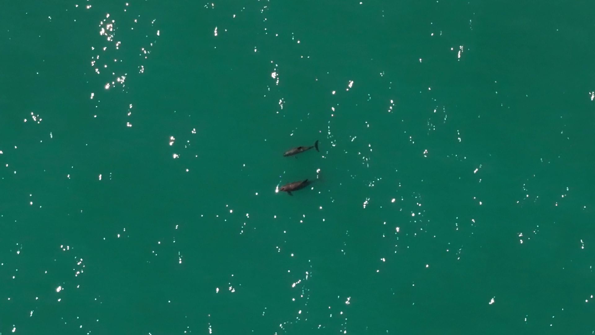 أقل من عشرة.. هذا النوع من خنازير البحر ينقرض فهل يمكن إنقاذه؟