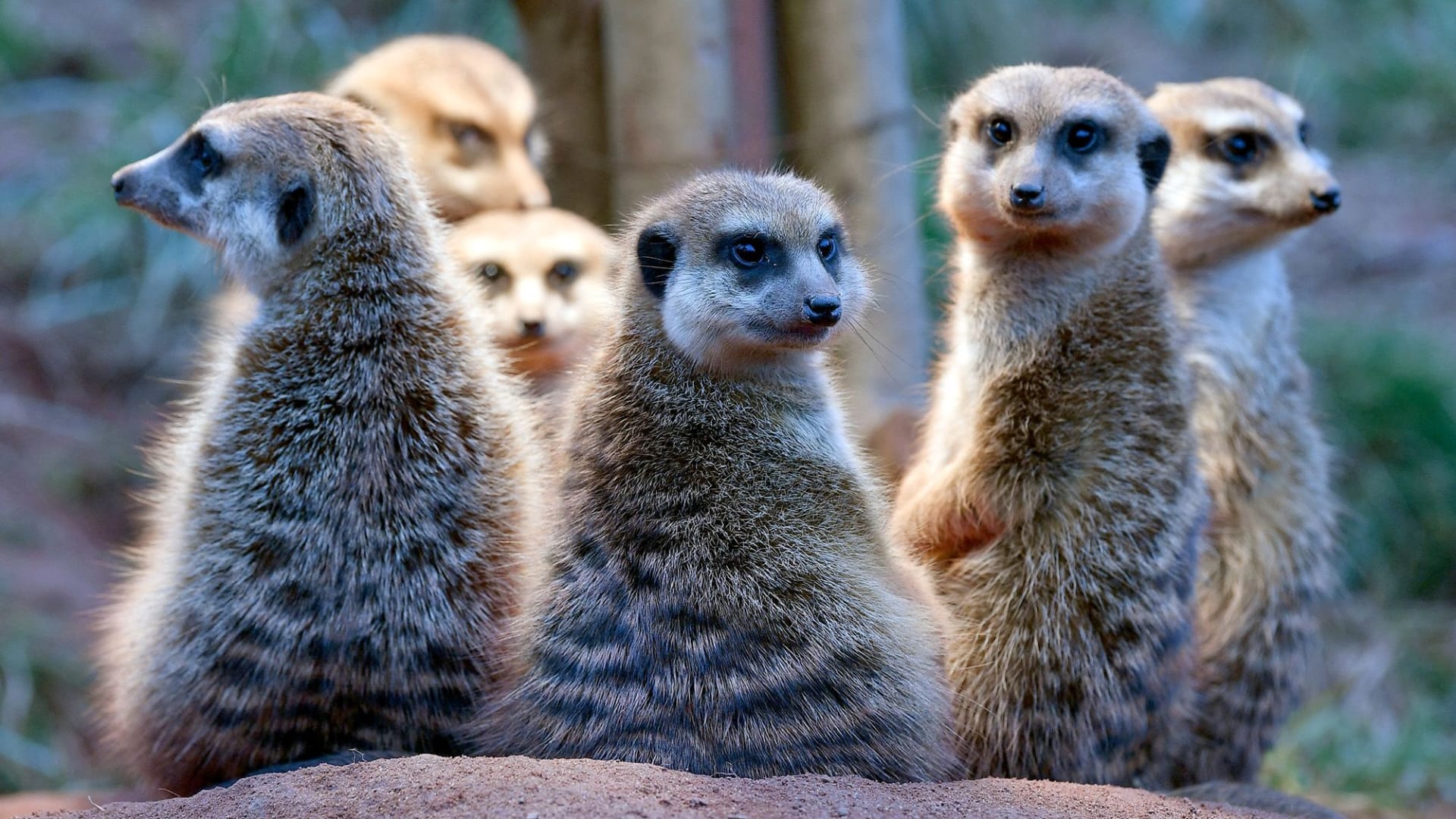 "الدوري الممتاز" لأحادية التزاوج.. من الفائز بين الثدييات؟