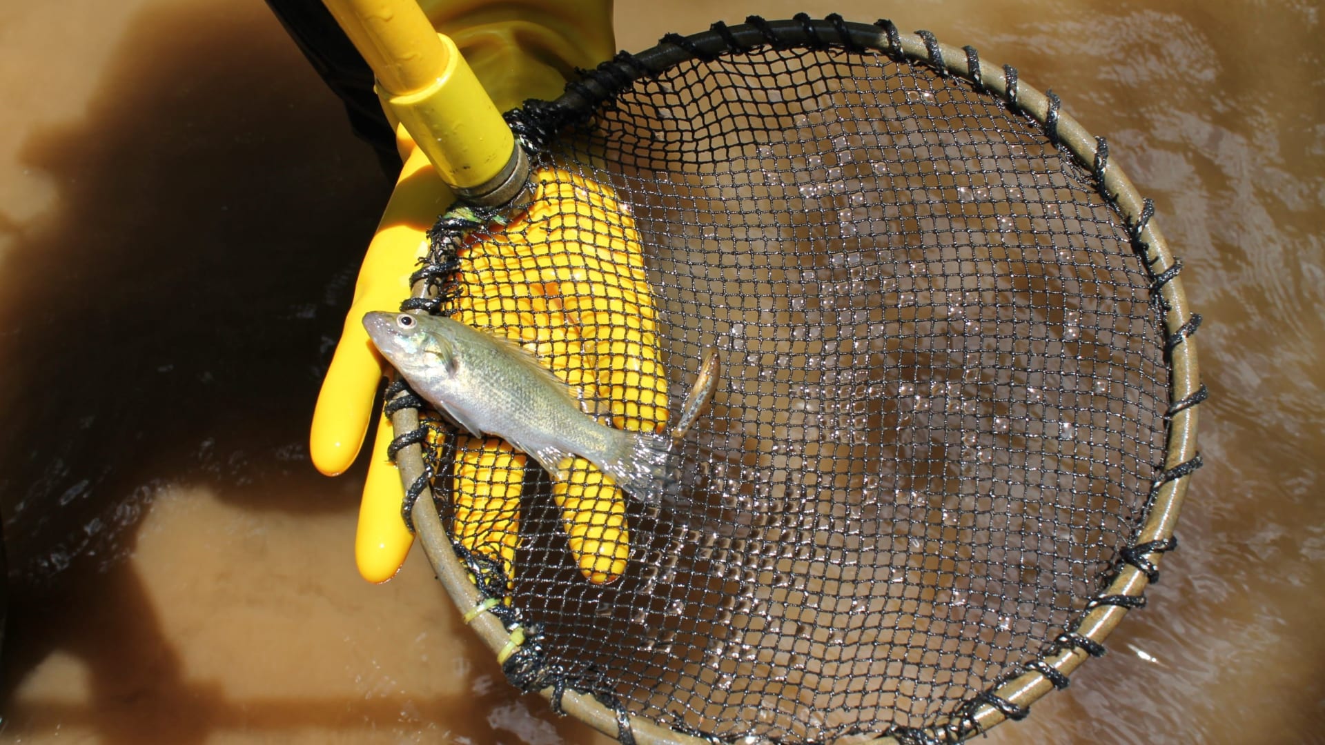 موطنها الوحيد نهر في أستراليا.. باحثون في سباق مع الزمن لإنقاذ هذه السمكة التاريخية