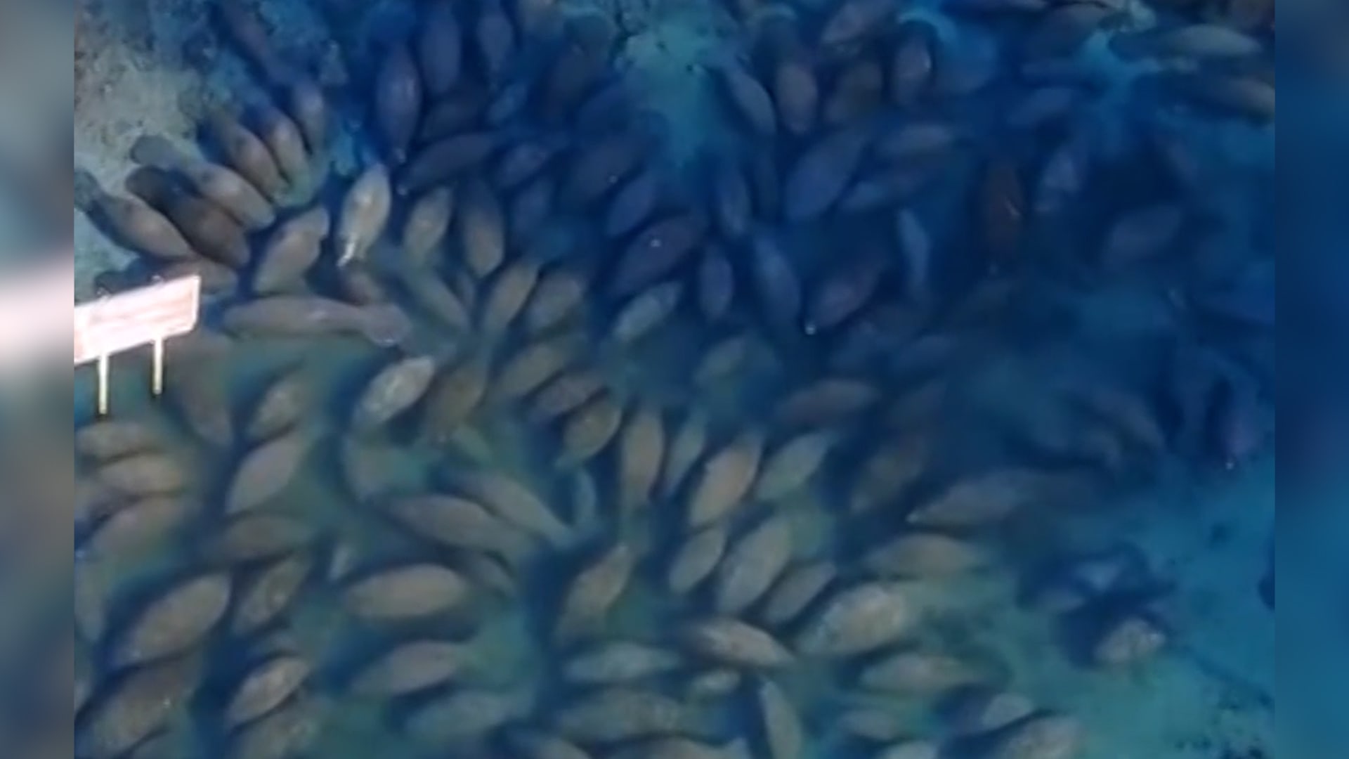 تُعرف بـ"العمالقة اللطيفة".. مئات خراف البحر تتجمع في ينابيع دافئة بفلوريدا