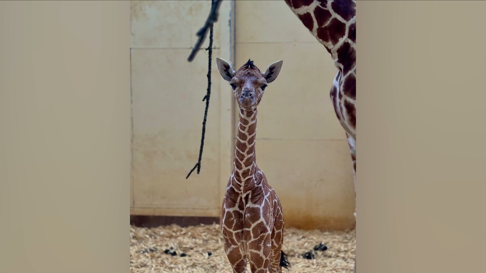بعد 15 شهرًا.. حديقة حيوانات في إنجلترا ترحّب بولادة ثاني عجل زرافة مهدد بالانقراض