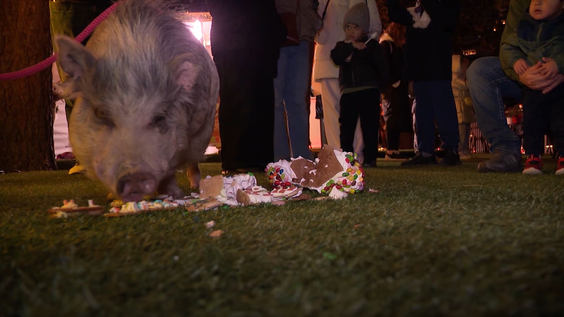 متحف بأمريكا يستعين بالخنازير لالتهام مدينة مصنوعة من خبز الزنجبيل