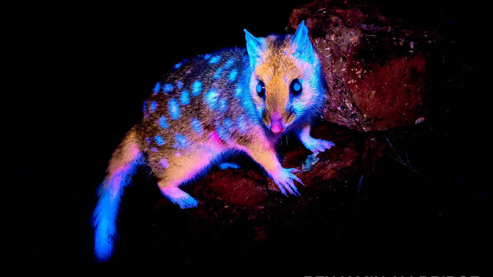 كائنات "تتوهج".. صور ليلية تكشف وجهًا غير مألوف للطبيعة