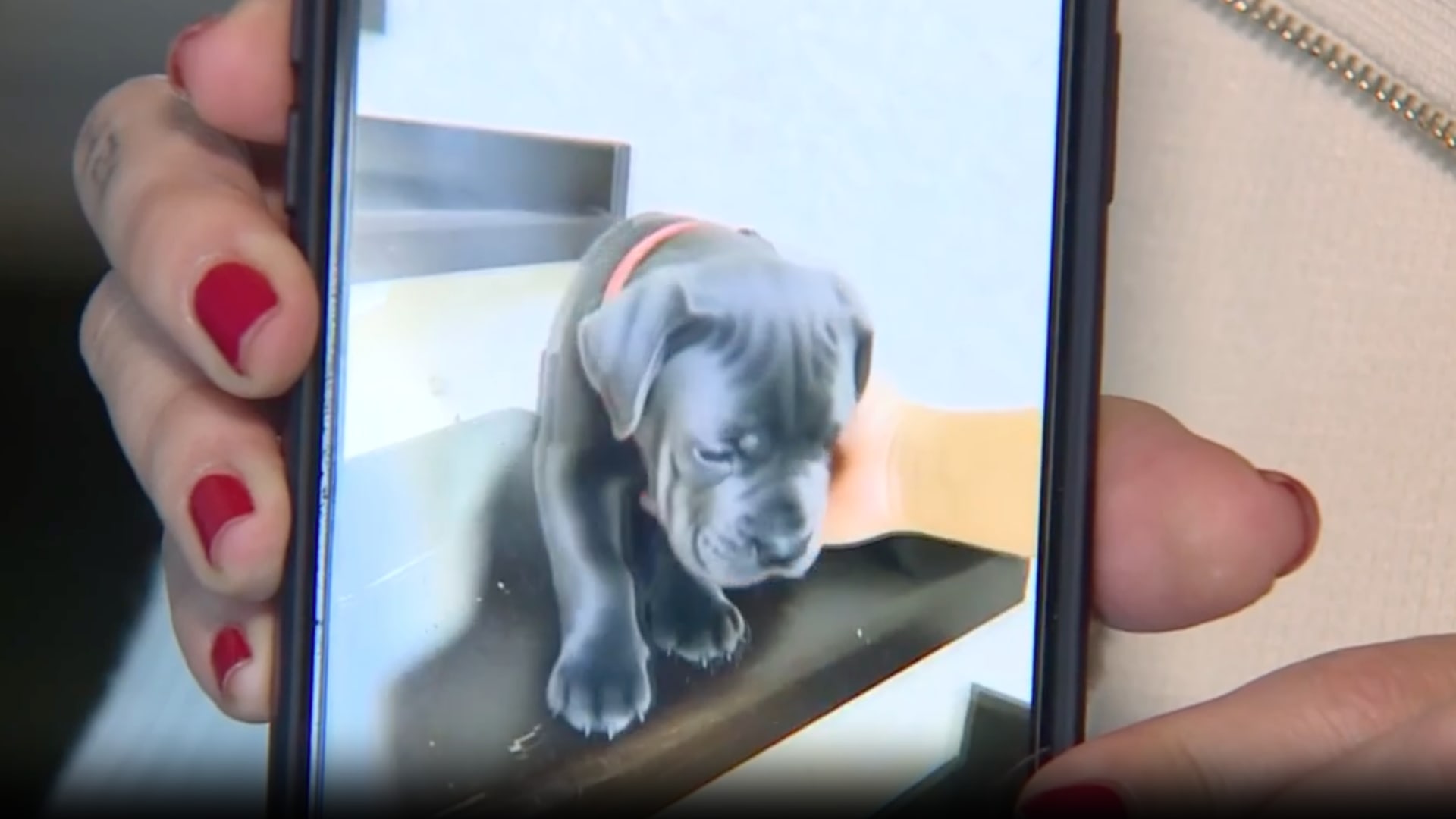 محتال يخدع امرأة عبر فيديو مُزيّف بالذكاء الاصطناعي لبيعها كلبًا وهميًا.. شاهد كيف