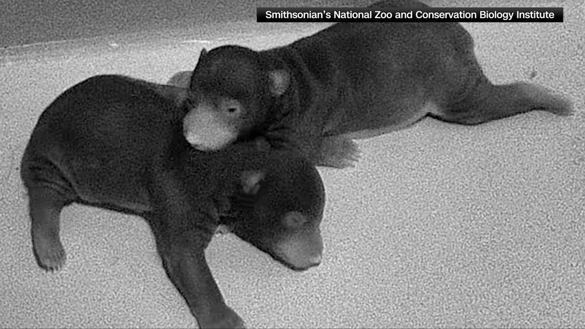 دبّان ظريفان من نوع "الكسلان" وُلدا في حديقة حيوانات واشنطن