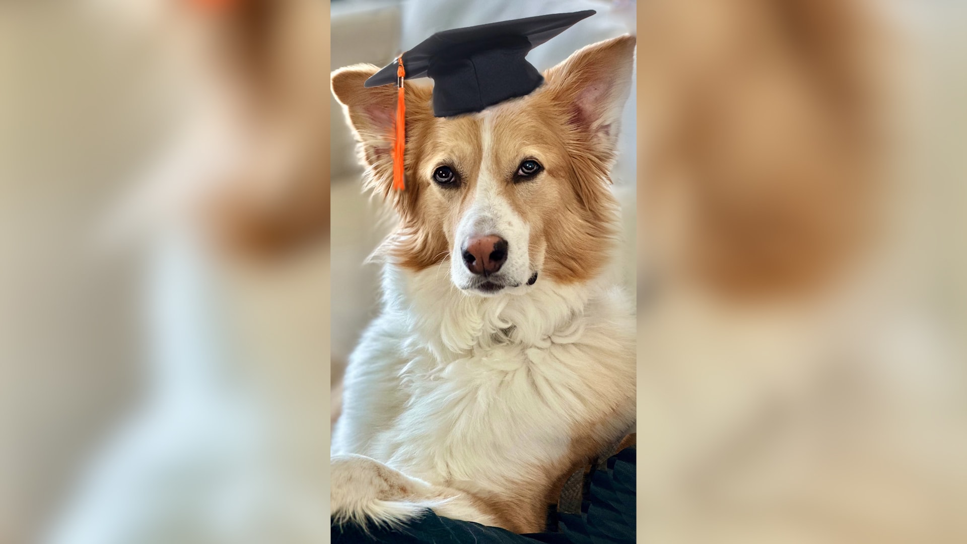 "يتعلّم بمجرد الاستماع للبشر".. هل ينصت كلبك لأحاديثك حتى لو لم تُوجَّه إليه؟