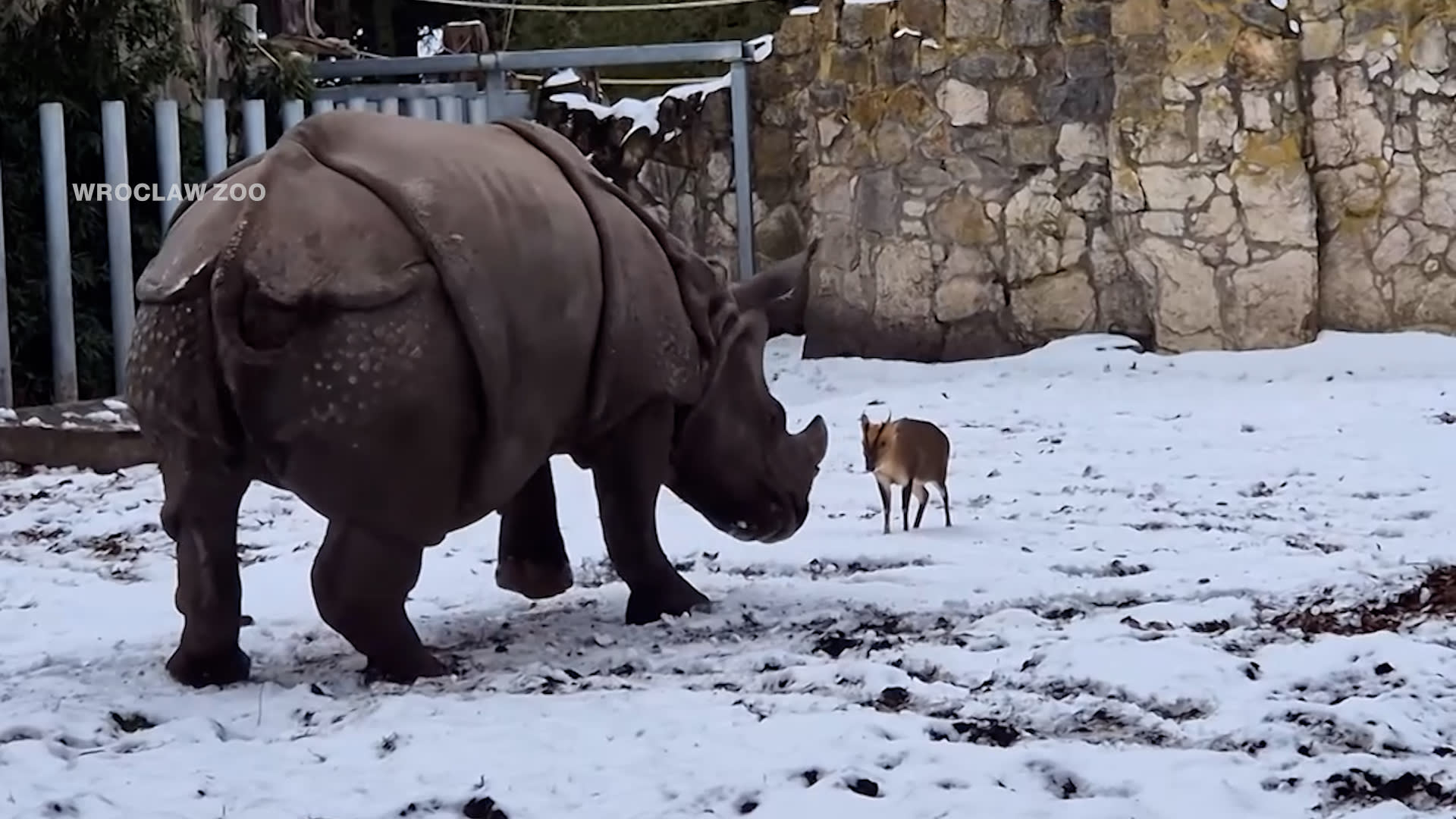 جرأة لا تصدق.. غزال يتشاجر مع وحيد قرن رغم فارق الحجم الهائل بمشهد مذهل