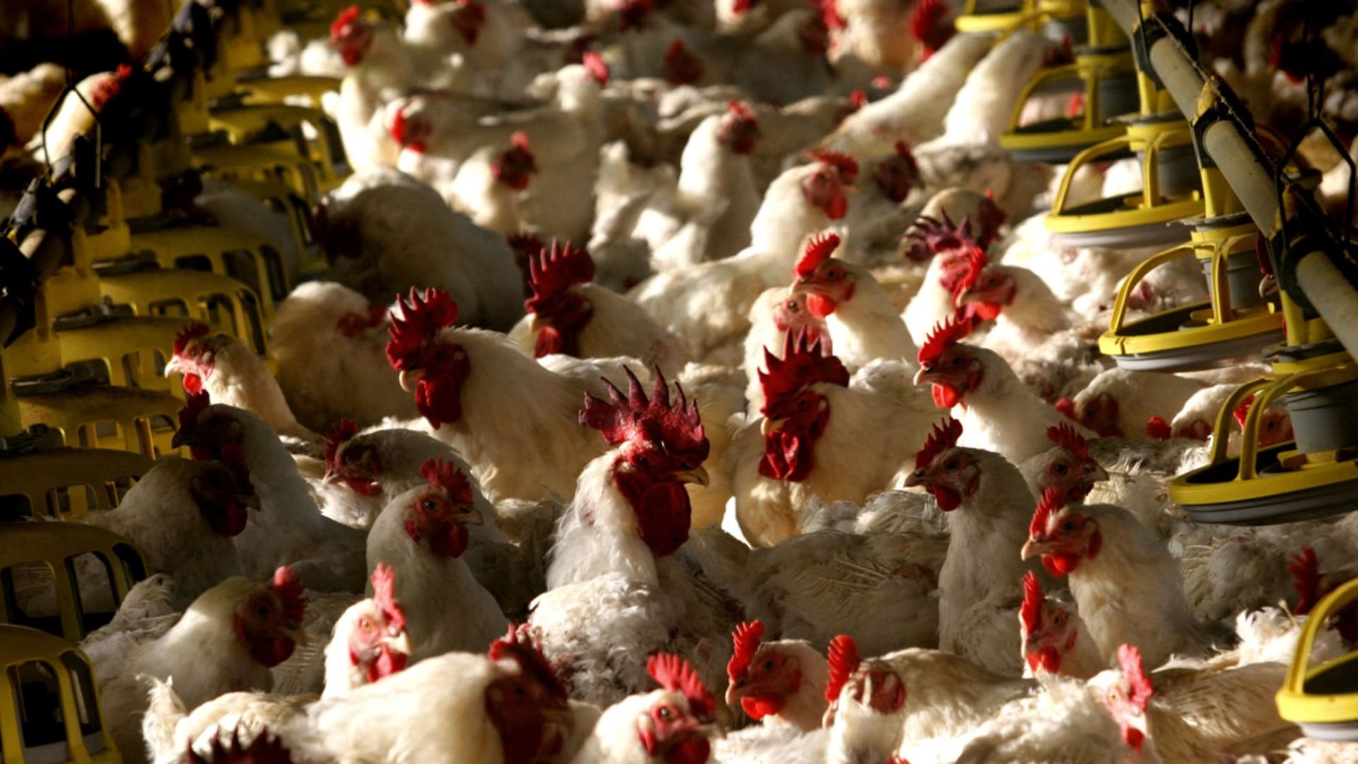 مصر.. ارتفاع جديد في أسعار الدواجن بعد تراجع خلال الأشهر الماضية