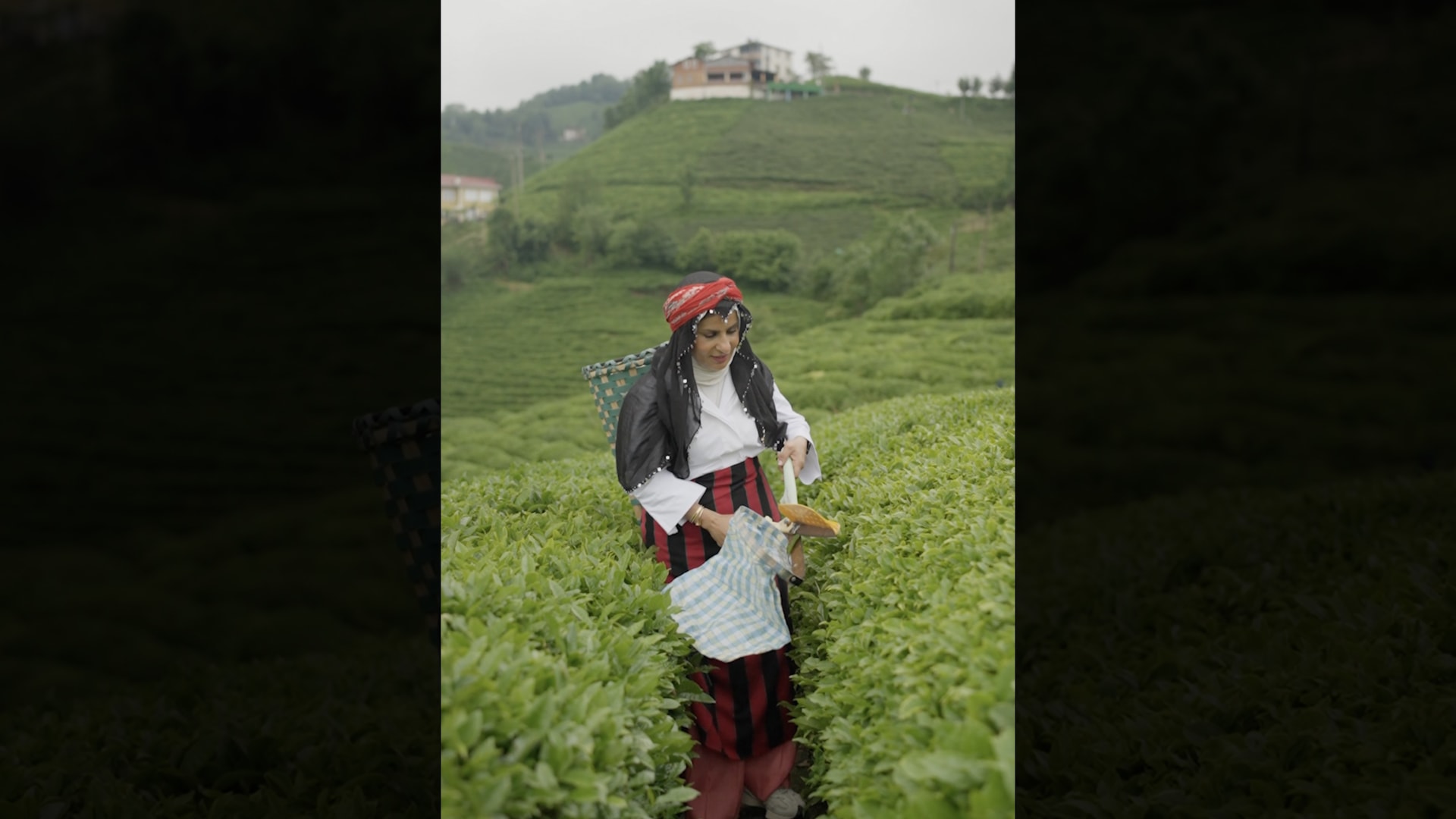 كويتية تستكشف سحر مزارع الشاي في تركيا