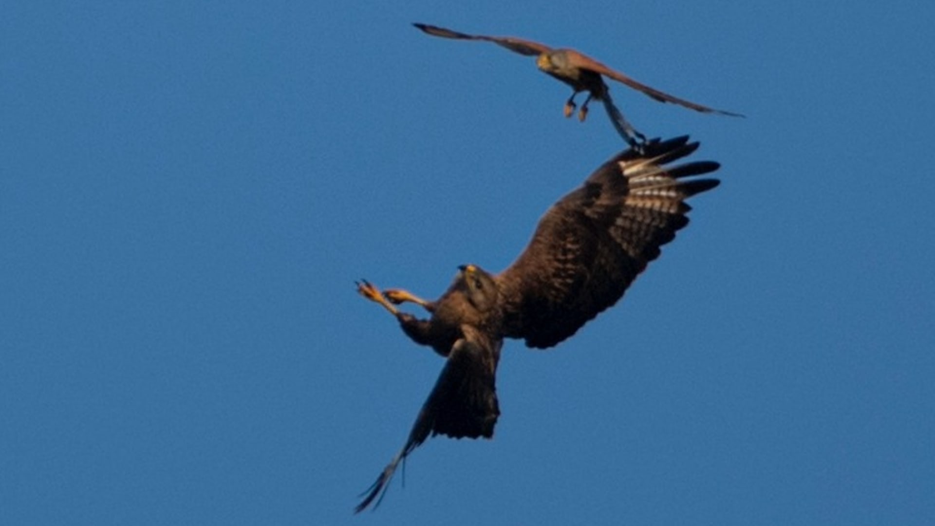 مصور يوثق مواجهة نادرة بين الطيور الجارحة في سماء السعودية