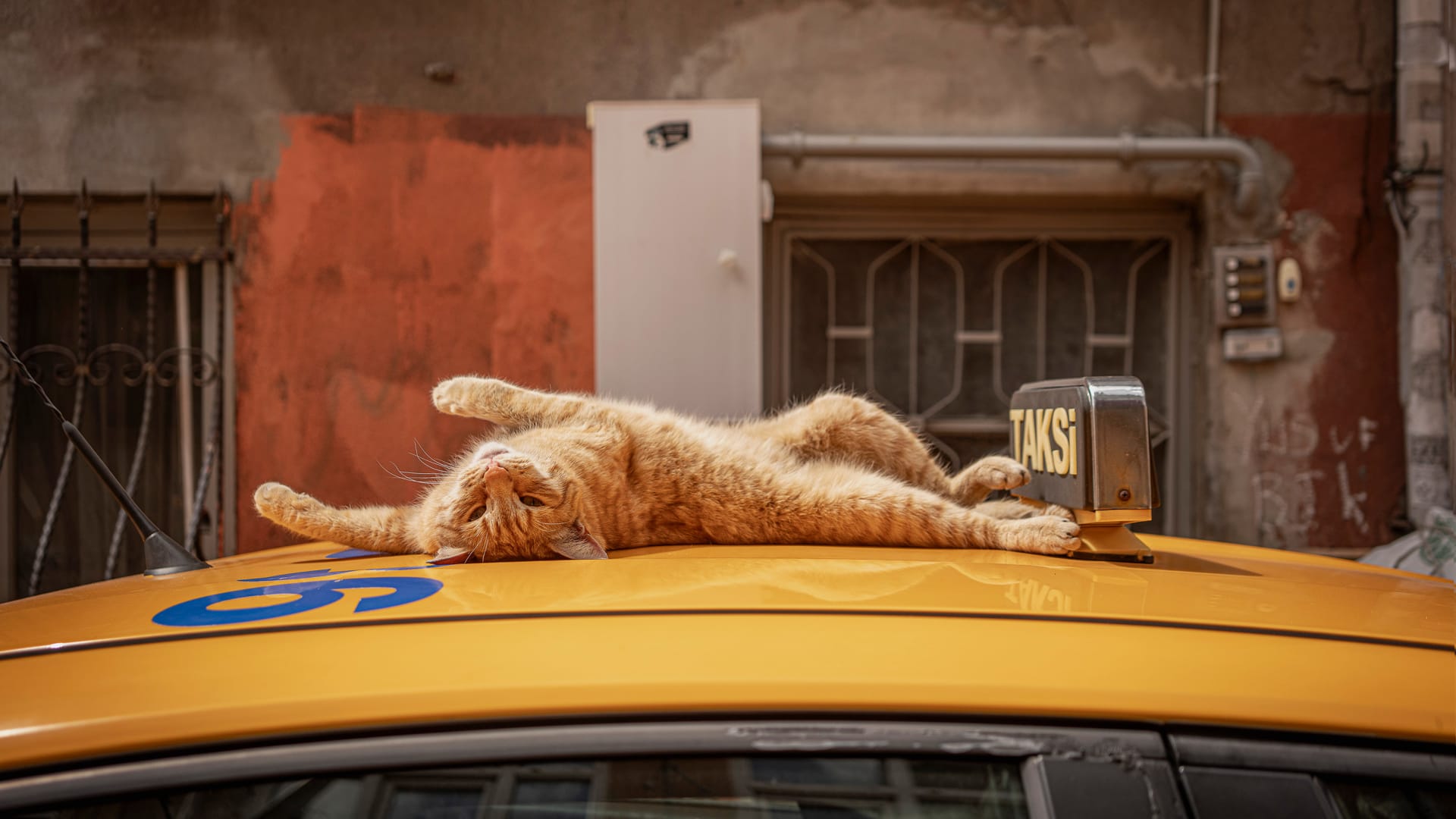 صور طريفة تُظهر "هيمنة" القطط على مدينة إسطنبول في تركيا