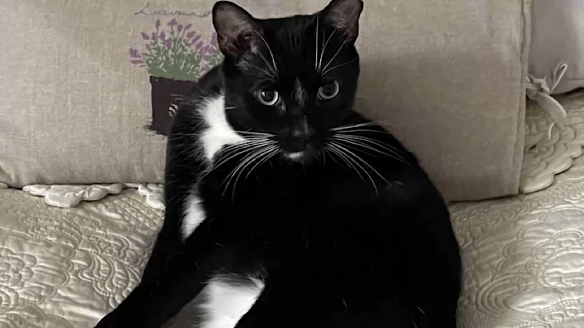 5000 دولار مكافأة لمن يعثر على القطة الحامل 'تازي' بعد فقدانها في مطار أمريكي