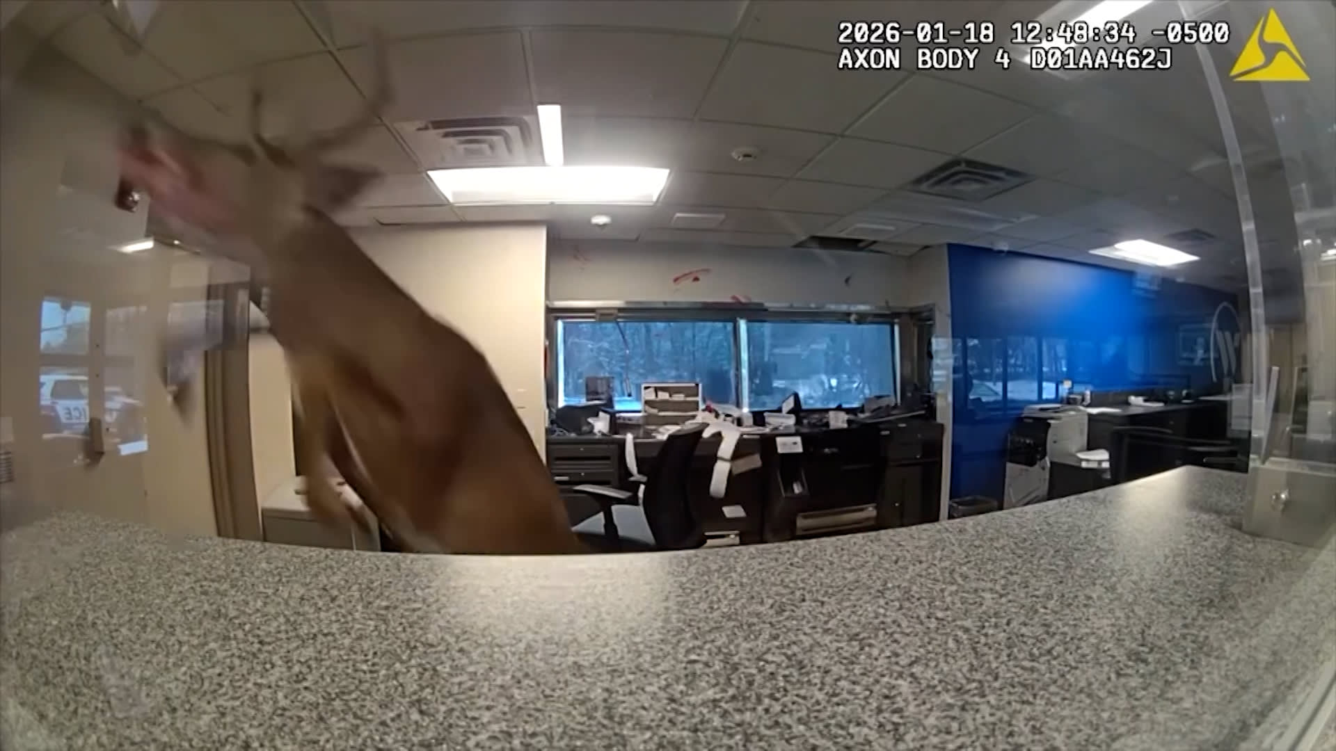 الشرطة الأمريكية تستجيب لبلاغ سرقة في بنك.. لتُصدم بغزال اقتحم المكان وأحدث فوضى عارمة