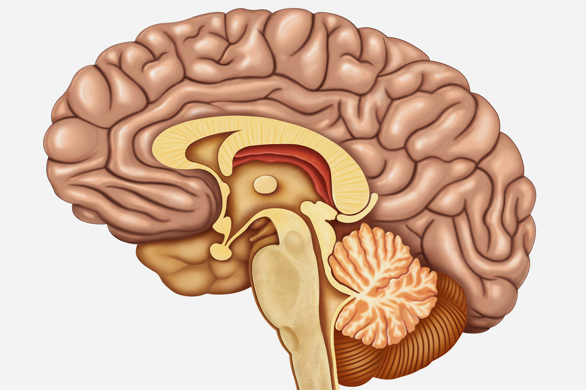 باحثون يطورون نموذجا للتنبؤ بشيخوخة الأعضاء