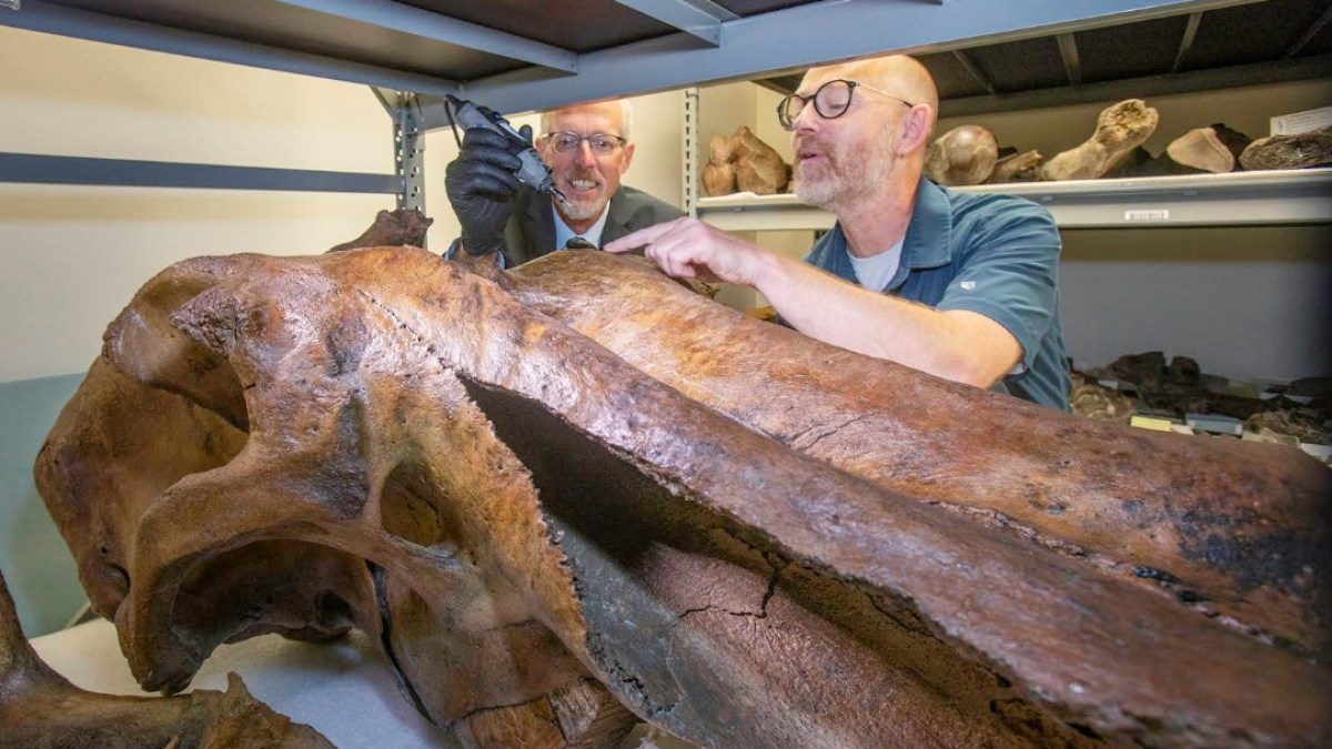 مرة أخرى.. عظام الحيتان تخدع علماء الحفريات في ألاسكا