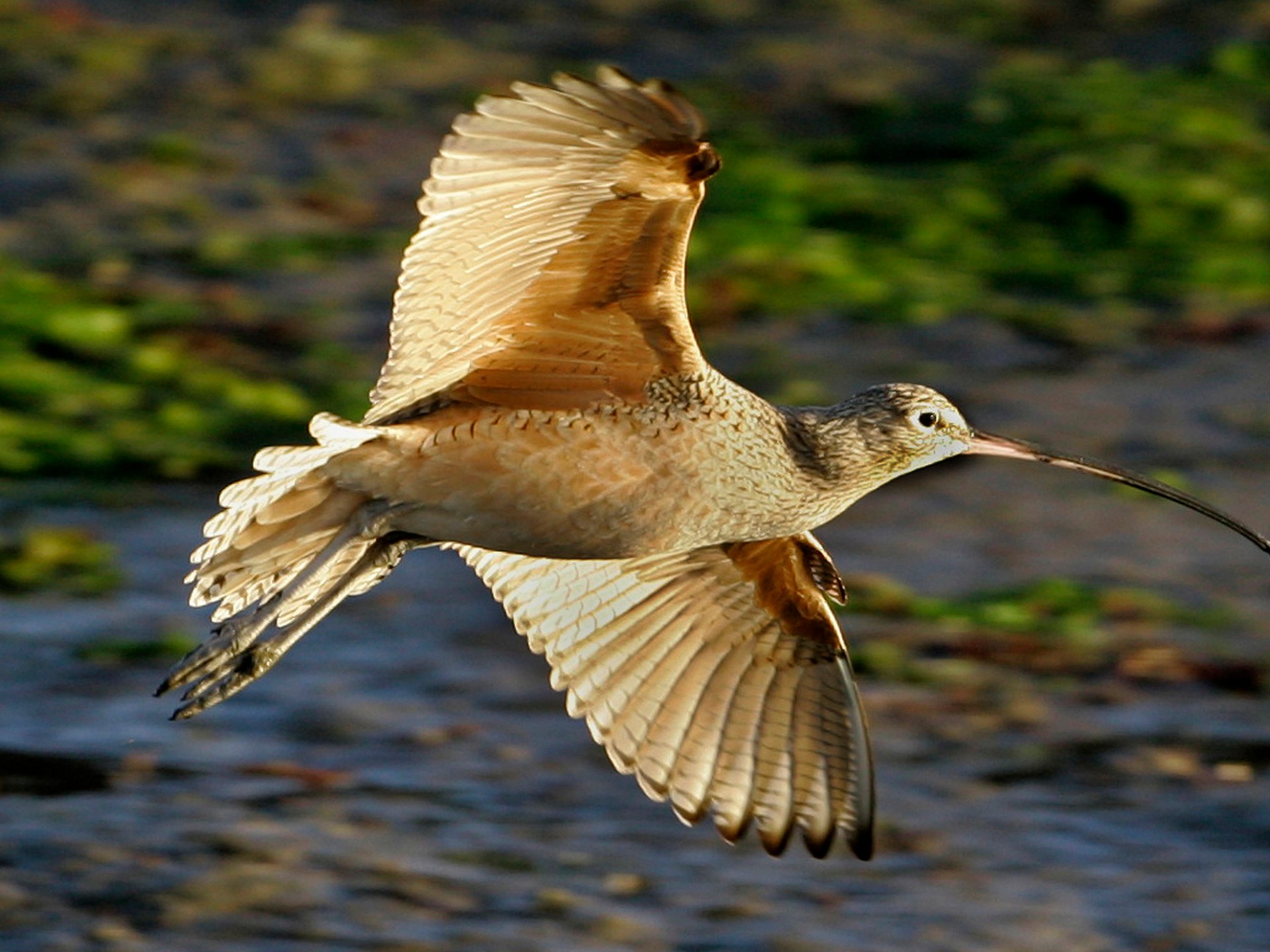 لغز حير العلماء قرونا: كيف ترى الطيور من دون أكسجين؟