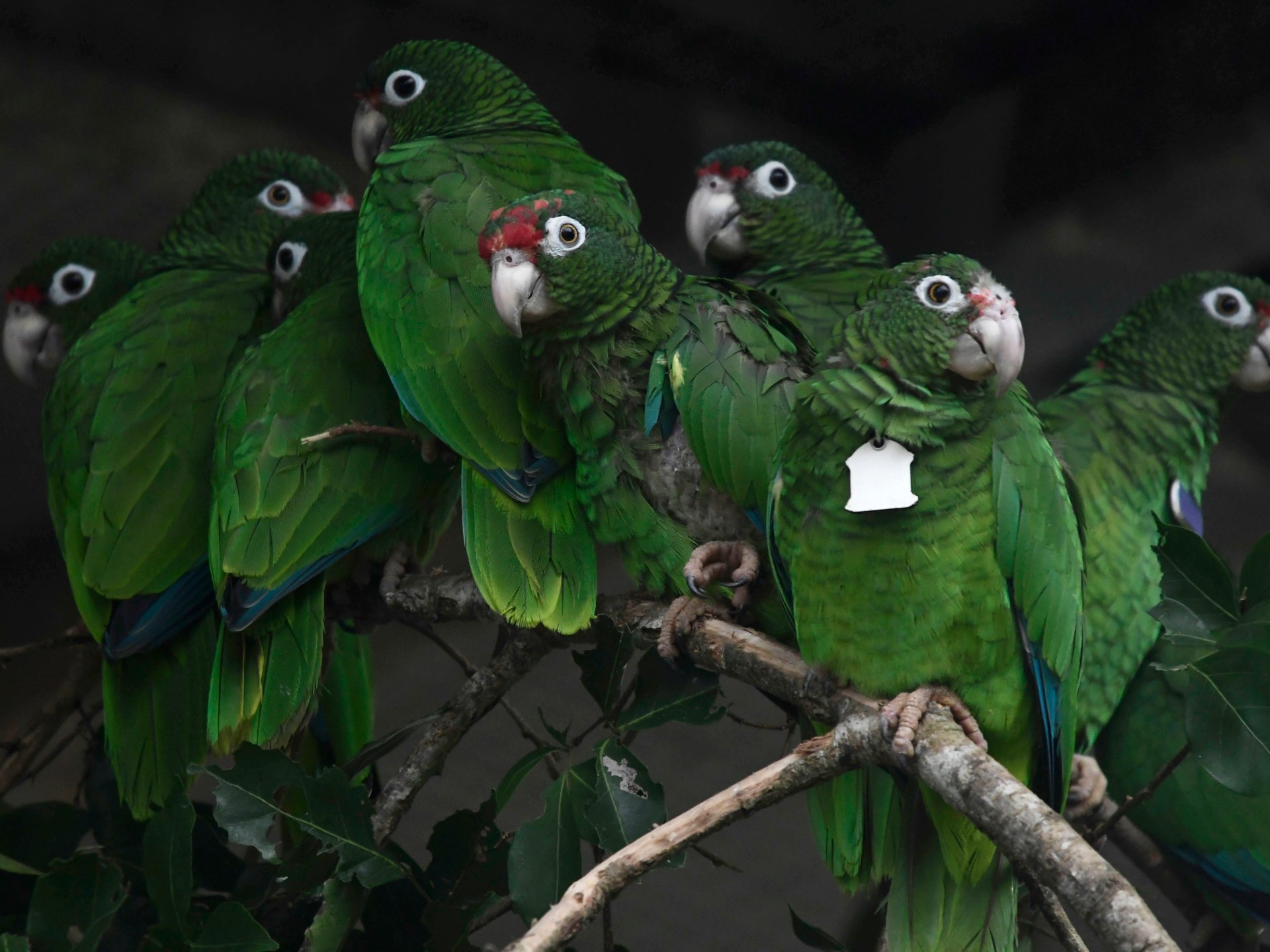 علماء يجيبون الجزيرة نت: لماذا تغني الطيور بعد الفجر؟