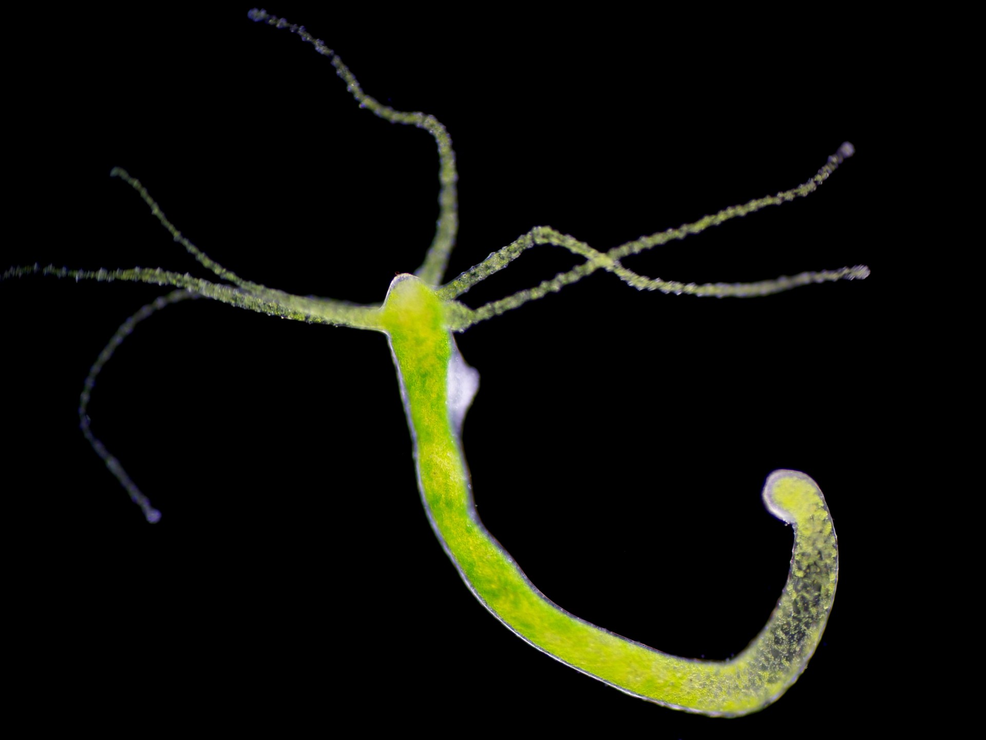 سر الهيدرا.. لماذا لا تصل هذه الكائنات للشيخوخة أبدا؟