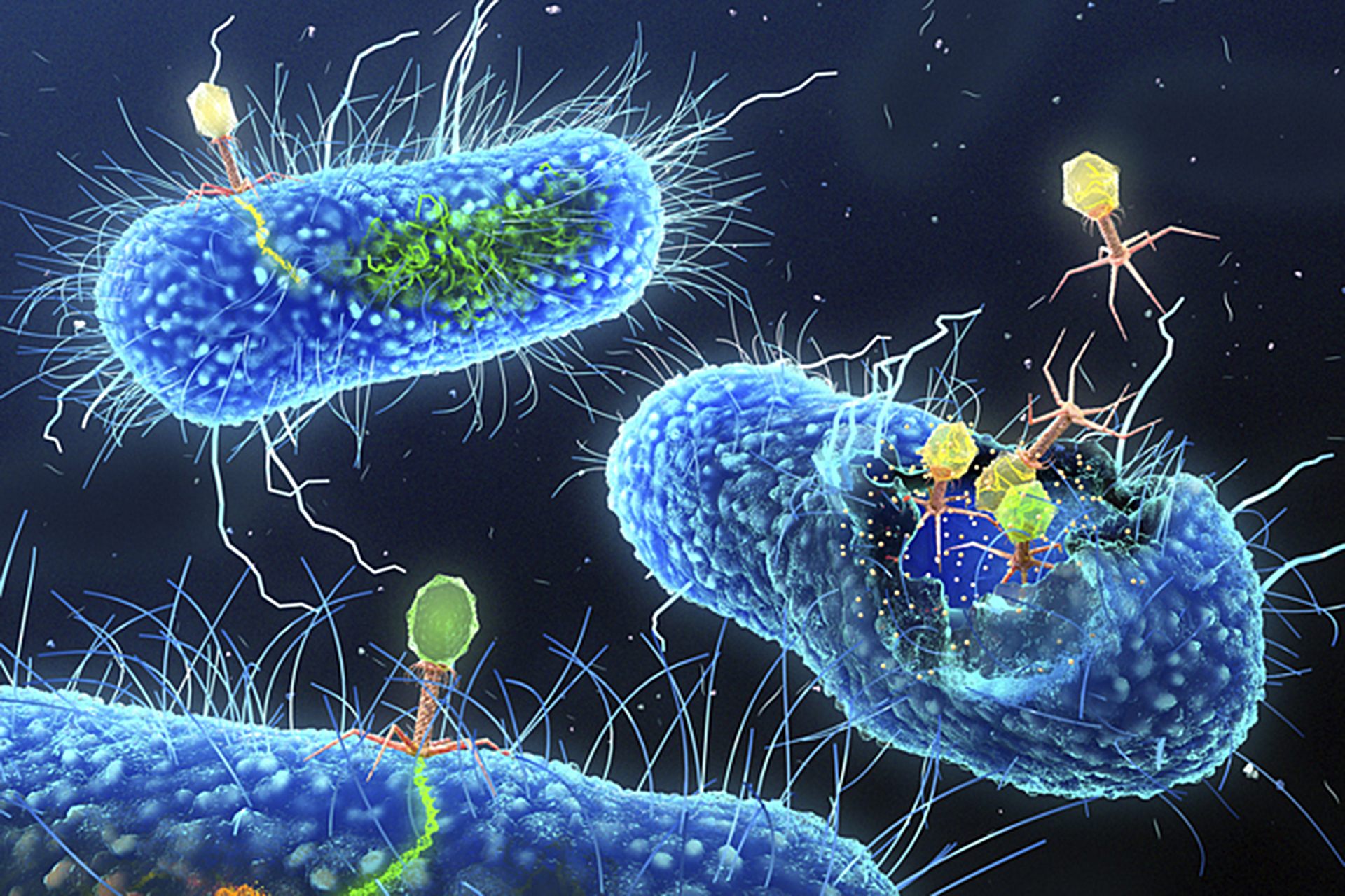 علماء يصنعون فيروسات من الصفر لتعمل "قاتلة مأجورة" ضد البكتيريا