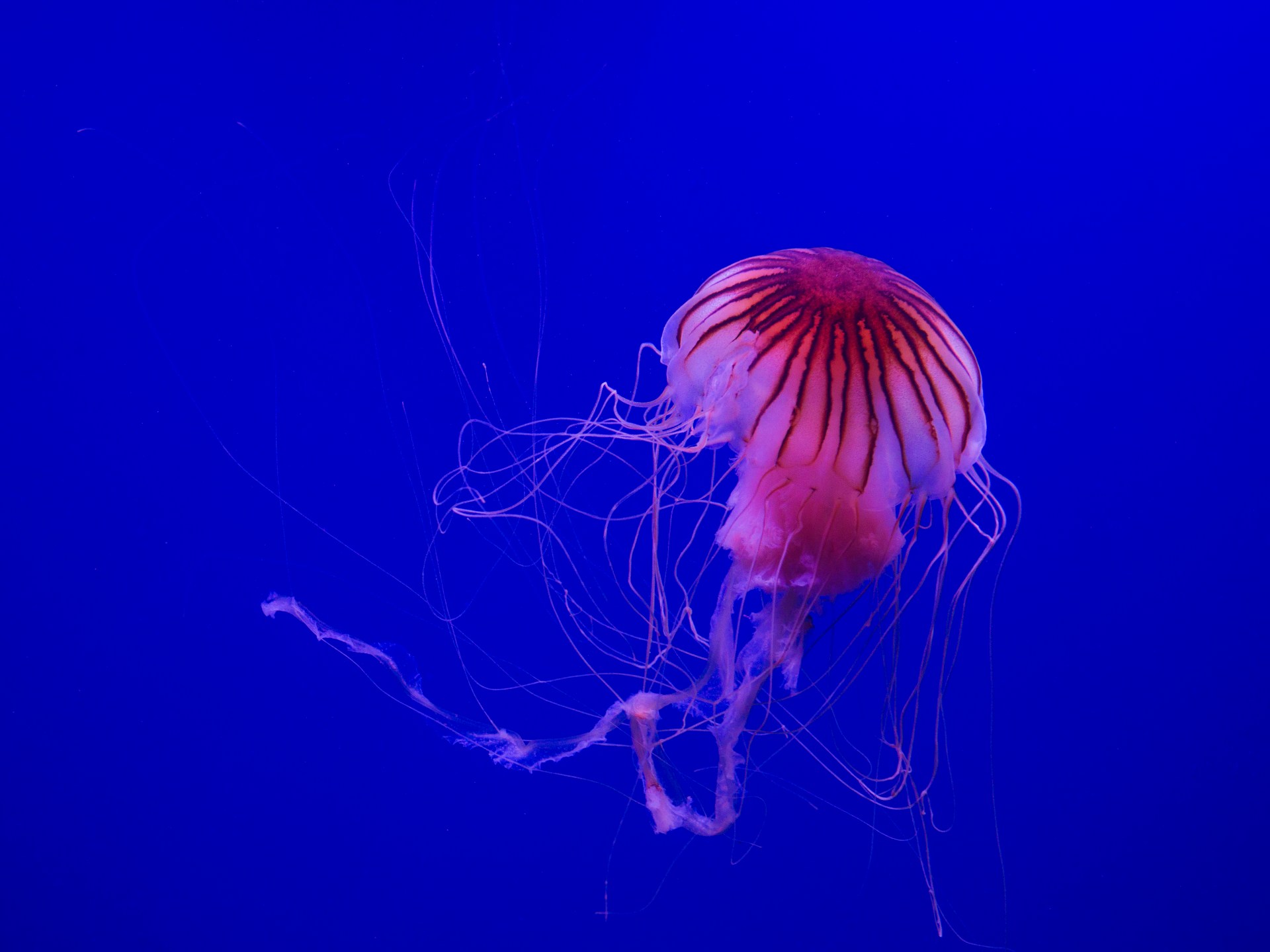 ثماني ساعات ليلا وقيلولة نهارية.. قناديل البحر تنام مثل البشر