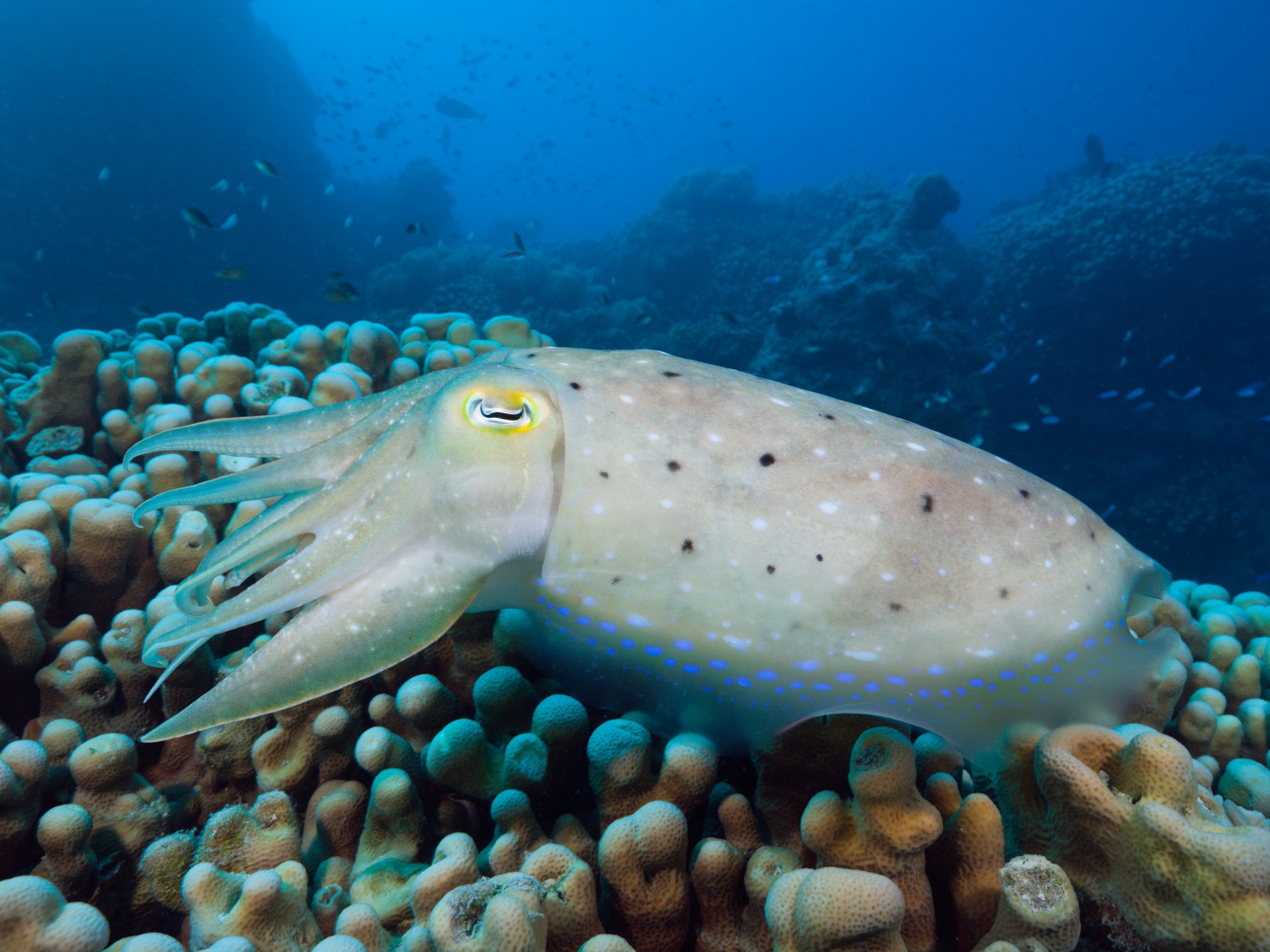 شاهد.. علماء يكتشفون حبارا غامضا يتظاهر بأنه نبات