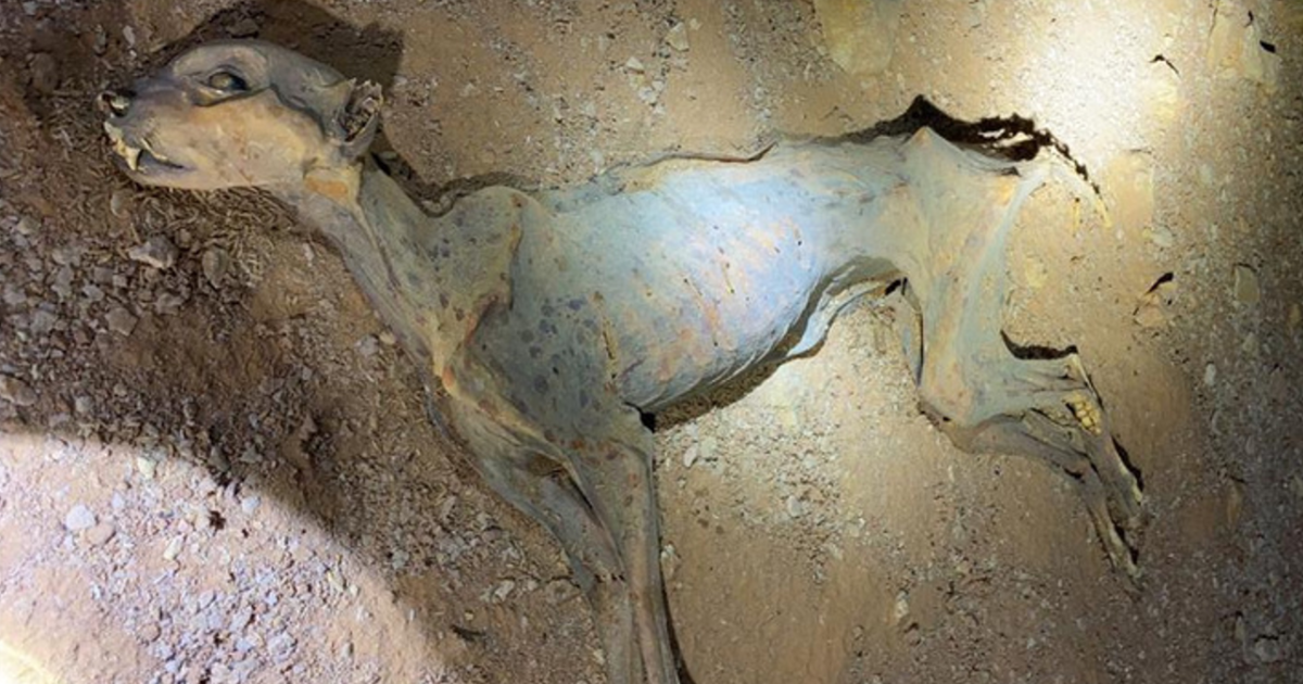 بعمر 4 آلاف سنة: فهود محنطة تكشف تاريخا منسيا للجزيرة العربية