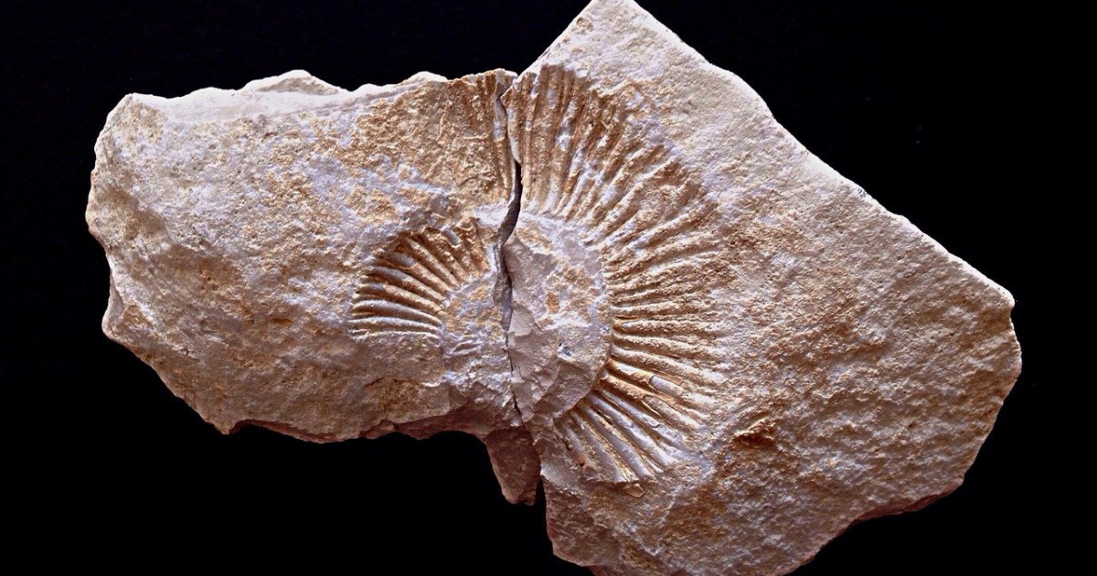 مفاجأة من أعماق التاريخ: كائنات صمدت بعد الكويكب القاتل للديناصورات